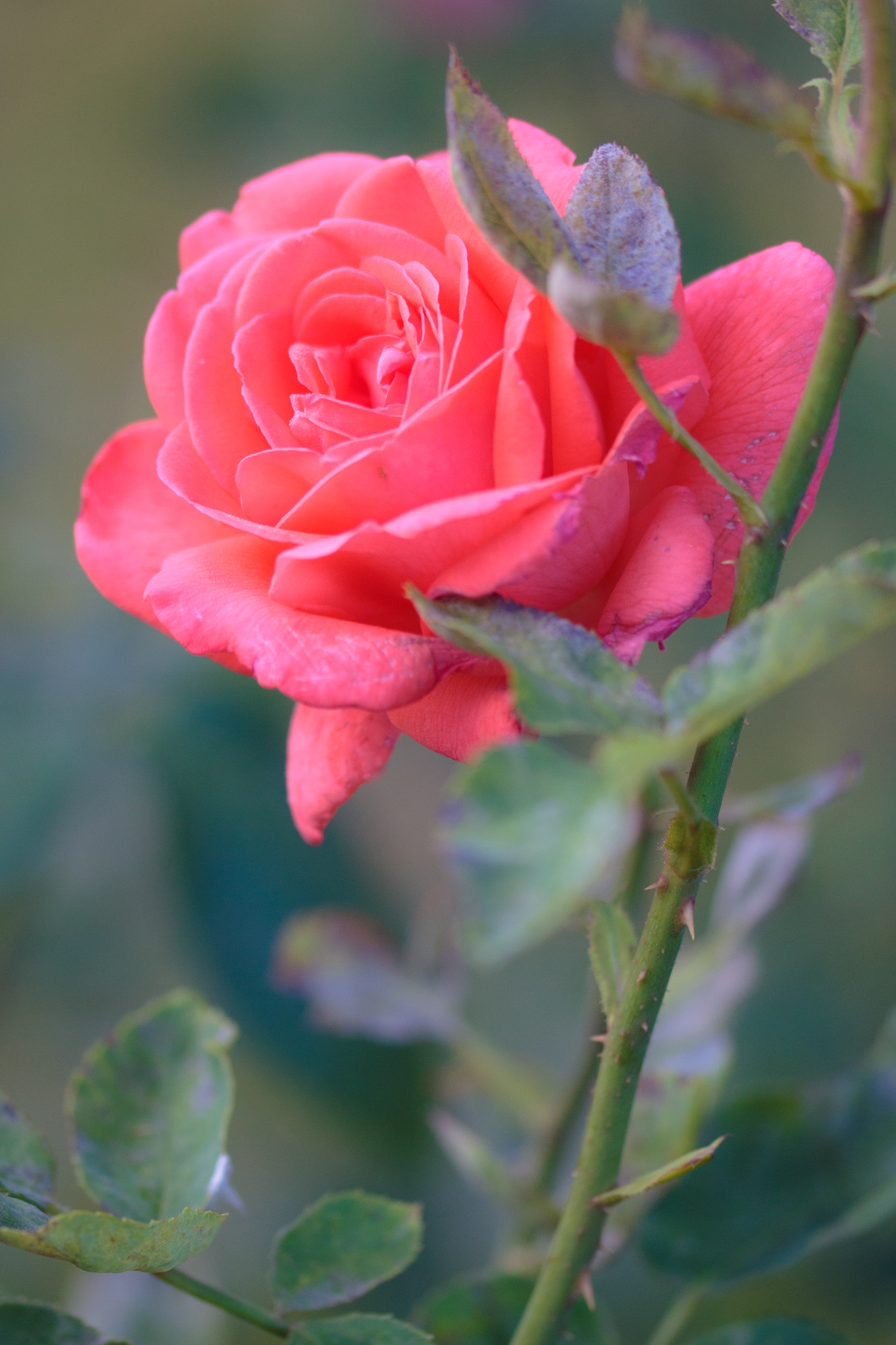 Sigma 105mm F2.8 EX DG OS HSM sample photo. Nature  photography