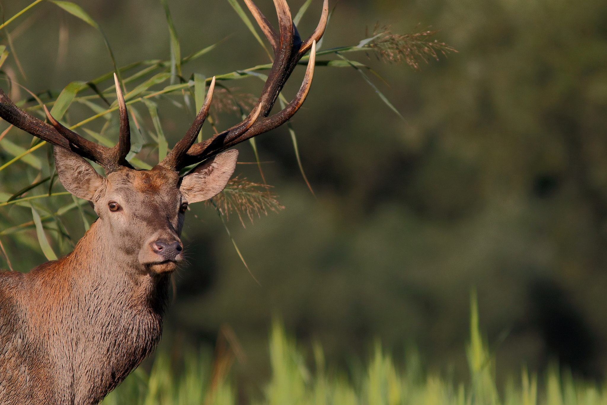 Canon EOS 7D Mark II + Canon EF 300mm F4L IS USM sample photo. Brame 2015 (croatia). affût le long d'une roselière. photography