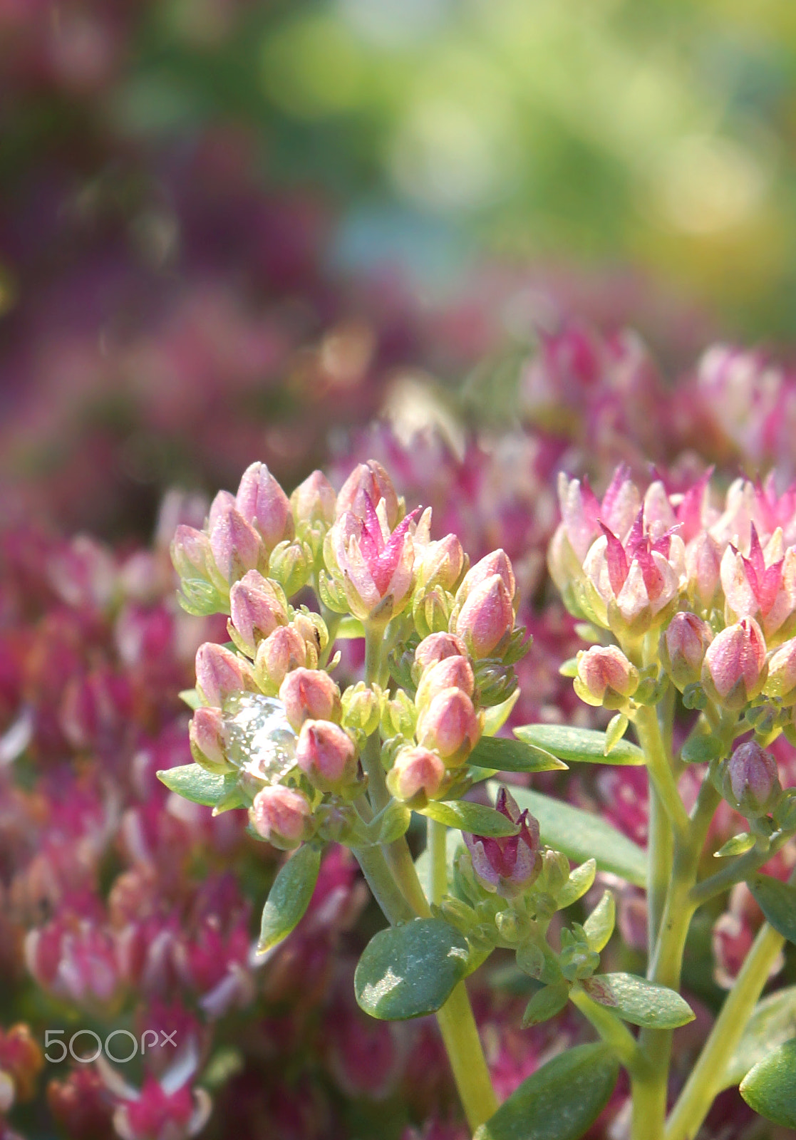 Sony SLT-A65 (SLT-A65V) sample photo. Sedum spectabile closeup autumn perennial with a drop of frozen water in the inflorescence photography