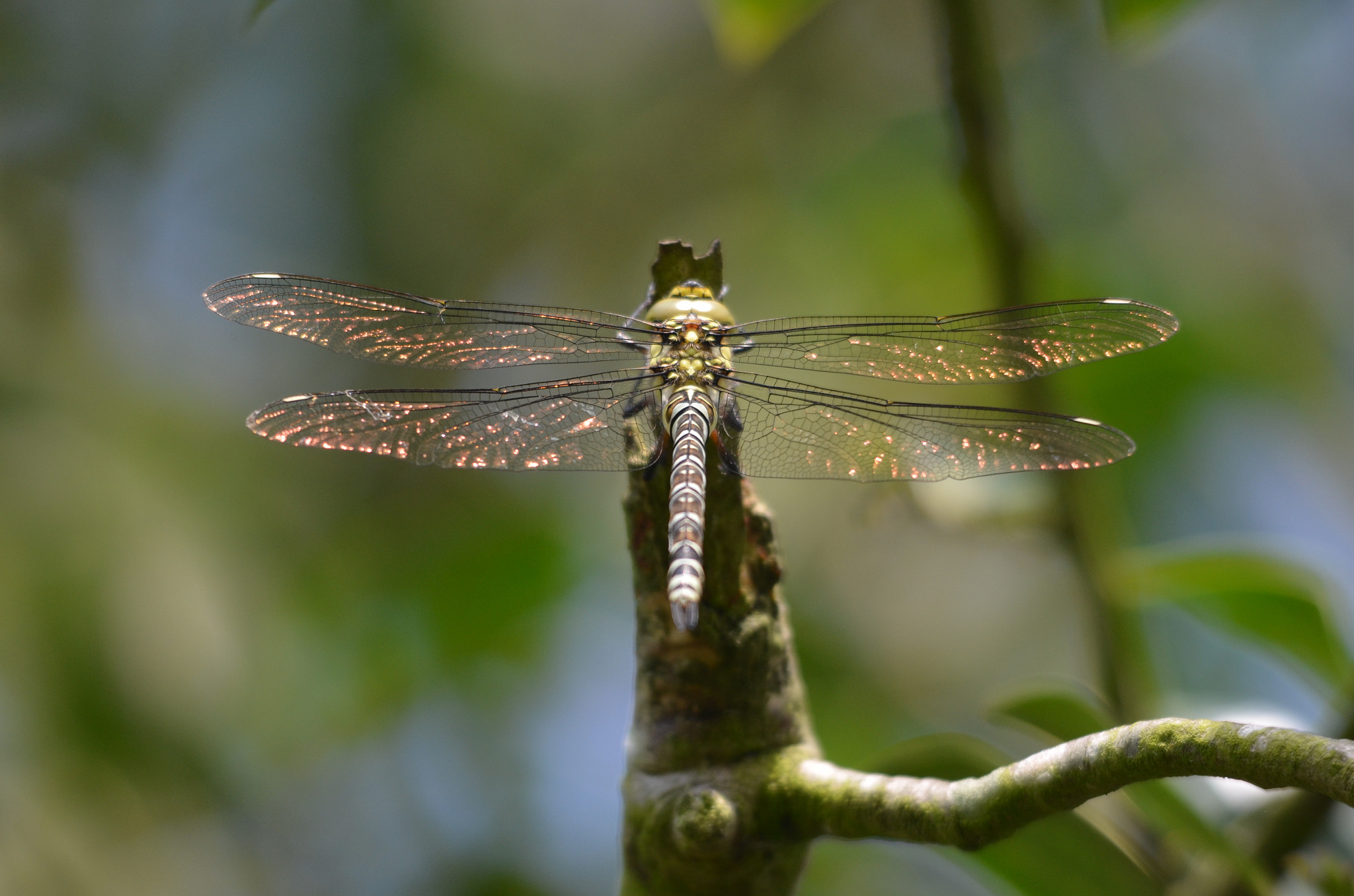Sigma 150-500mm F5-6.3 DG OS HSM sample photo. All that glitters photography