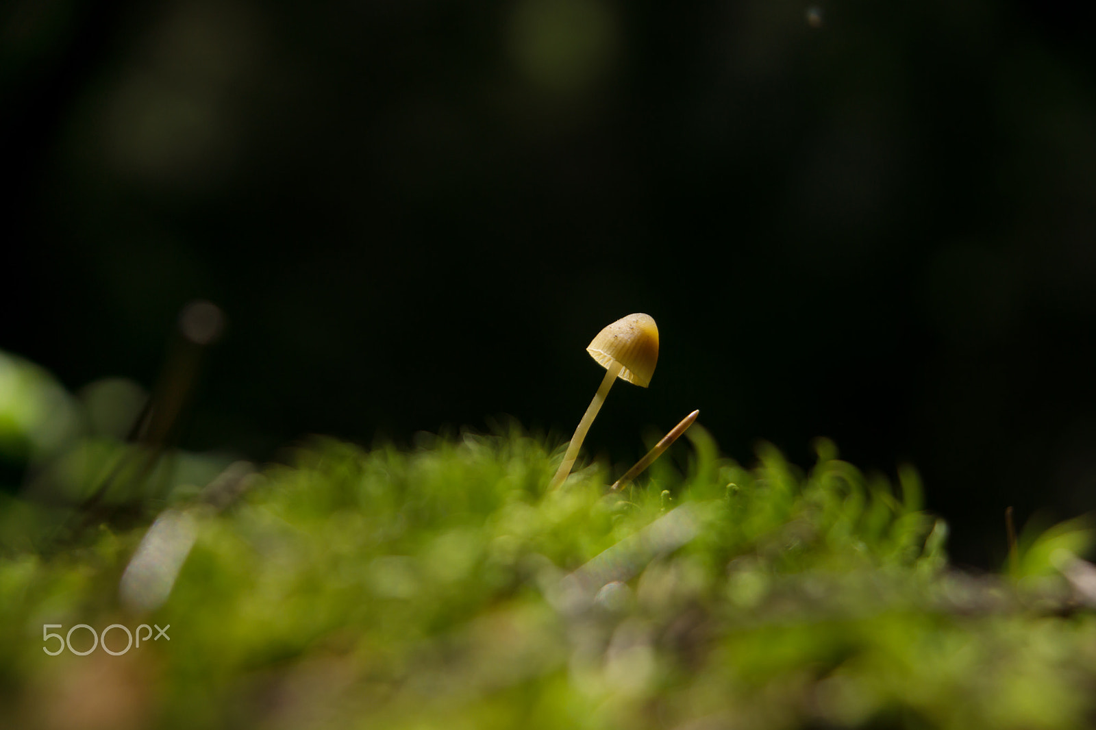 Sony SLT-A65 (SLT-A65V) sample photo. Small lamellar mushroom on a green moss in a dark forest, lit by a sunbeam, tilted to the right photography