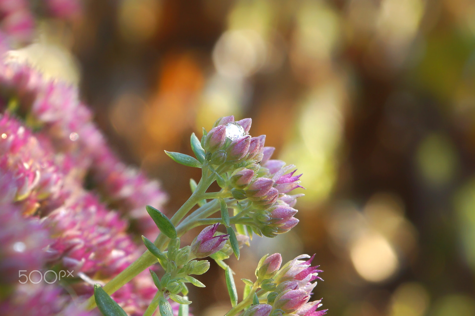 Sony SLT-A65 (SLT-A65V) sample photo. Sedum spectabile closeup autumn perennial with a drop of frozen water in the inflorescence on the... photography
