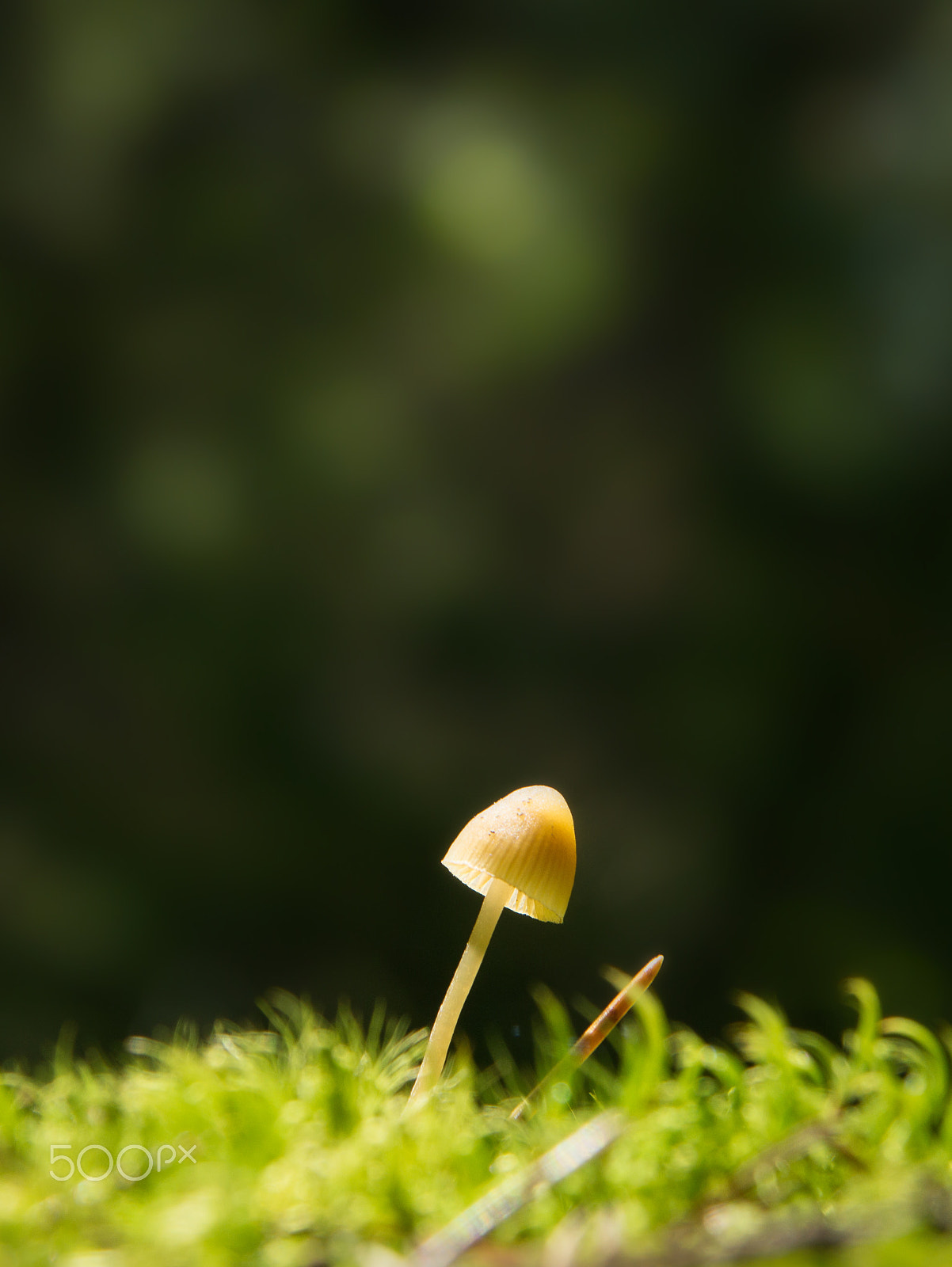 Sony SLT-A65 (SLT-A65V) sample photo. Small lamellar mushroom on a green moss in a forest, lit by a sunbeam, tilted to the right photography