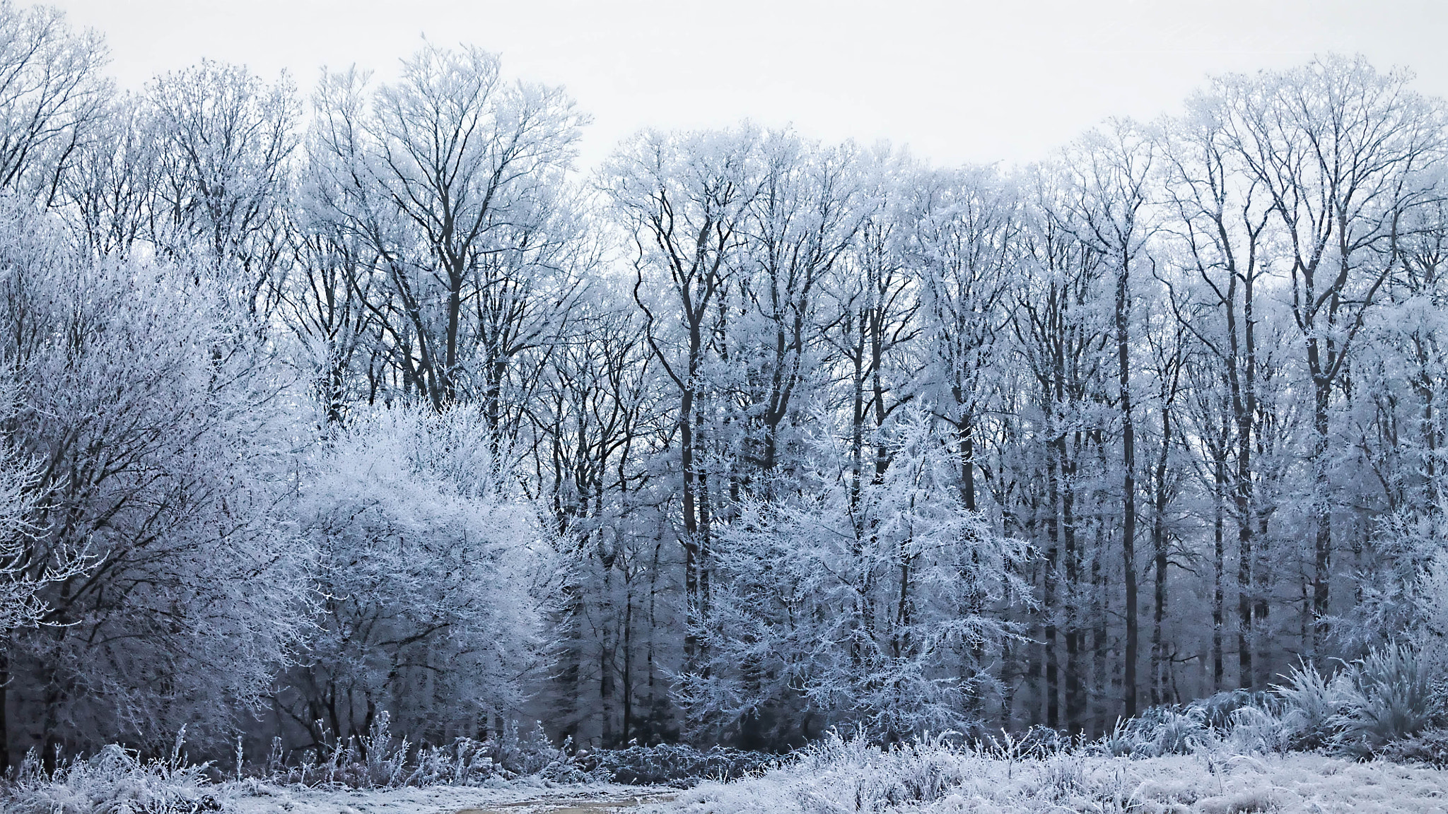 Canon EF-S 18-55mm F3.5-5.6 IS sample photo. Hiver photography