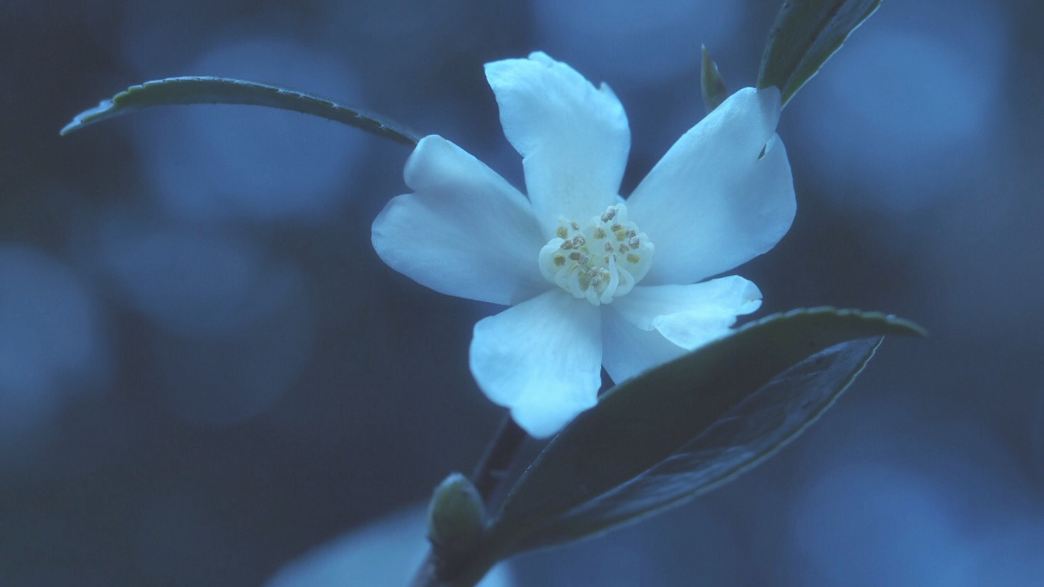 Olympus PEN E-PL7 sample photo. Sasanqua, camellia tenuiflora photography