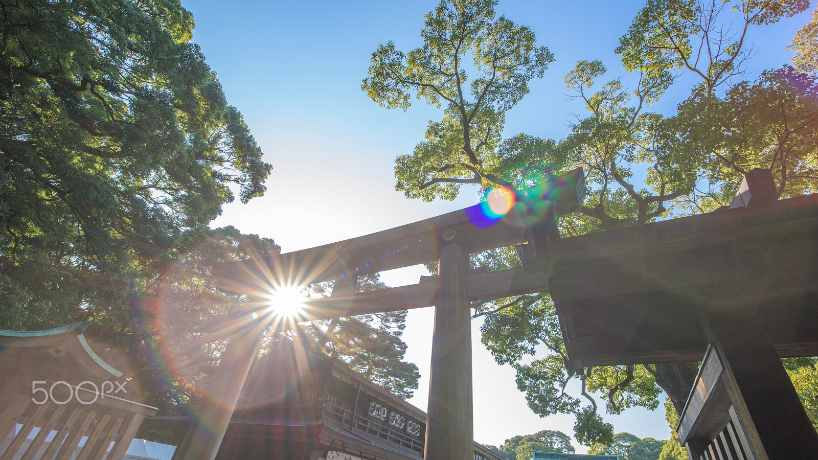 Nikon D810 + ZEISS Distagon T* 15mm F2.8 sample photo. Beautiful light in japan temple photography