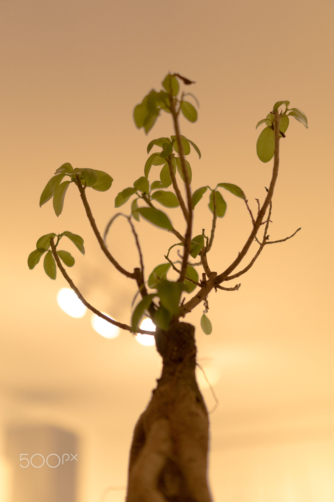 Sony ILCA-77M2 sample photo. Bonsai tree photography