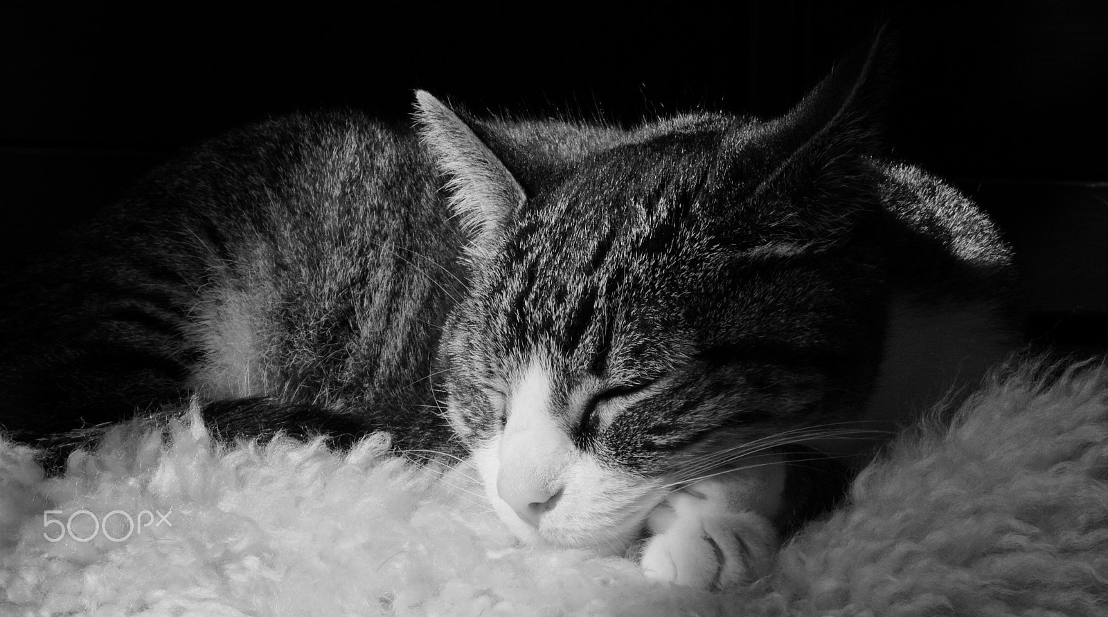 Sony ILCA-77M2 sample photo. Cat photography