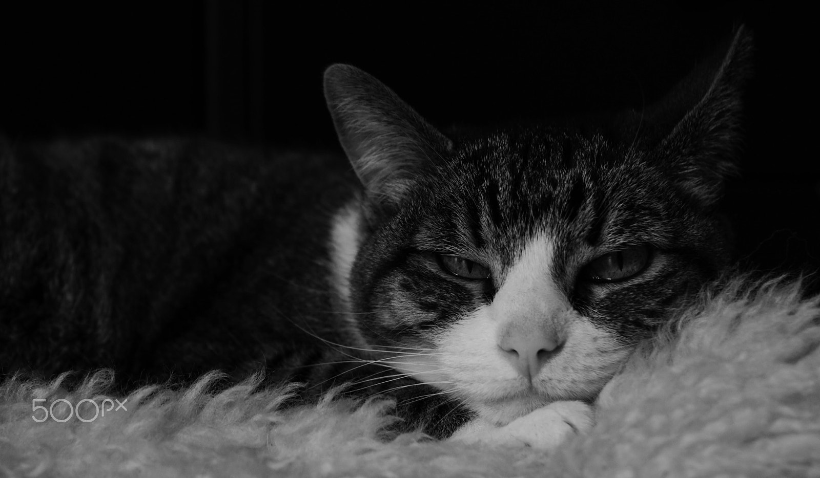 Sony ILCA-77M2 sample photo. Cat photography