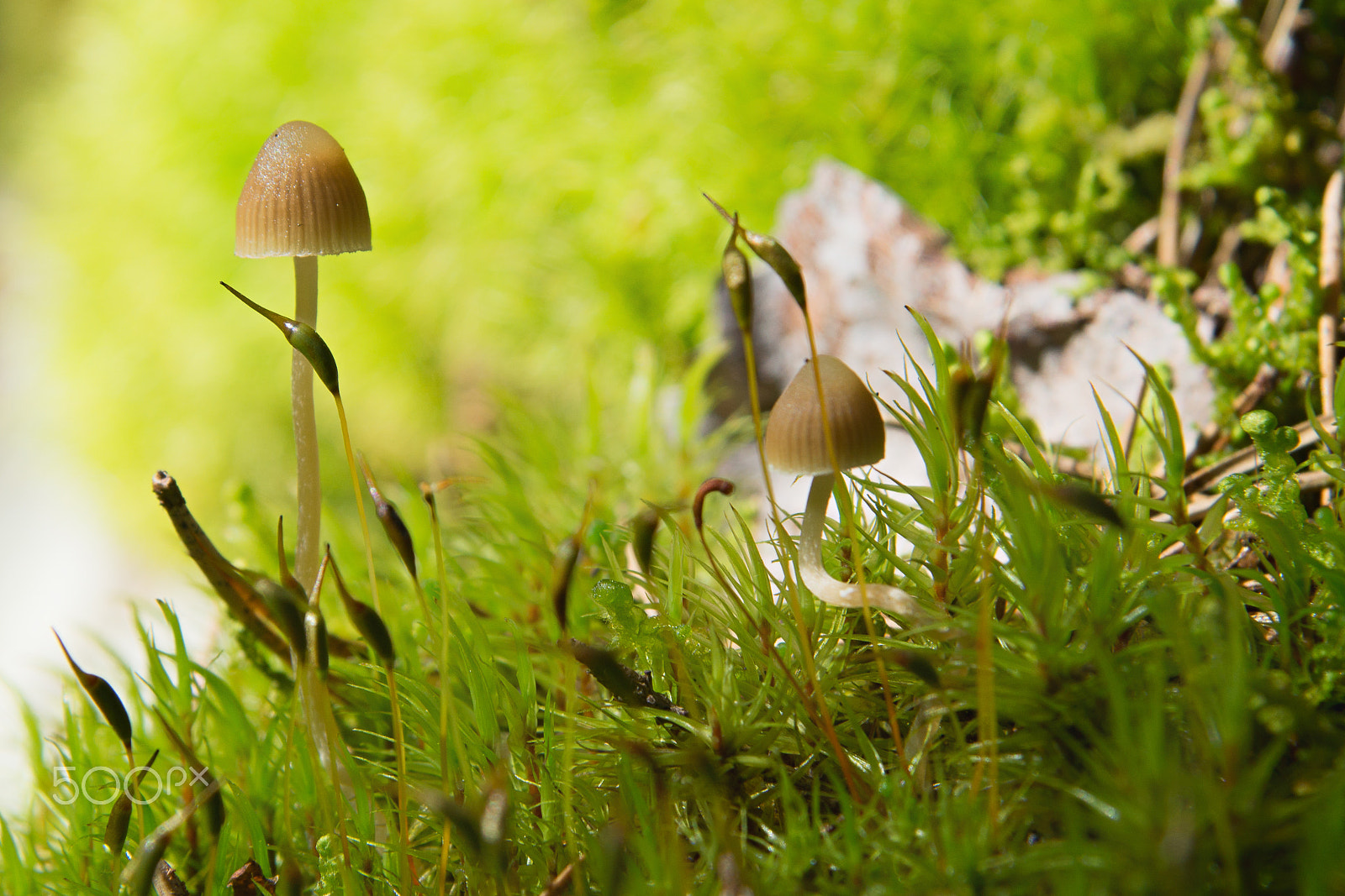 Sony SLT-A65 (SLT-A65V) sample photo. Two small lamellar mushrooms on a green moss in a lite forest photography