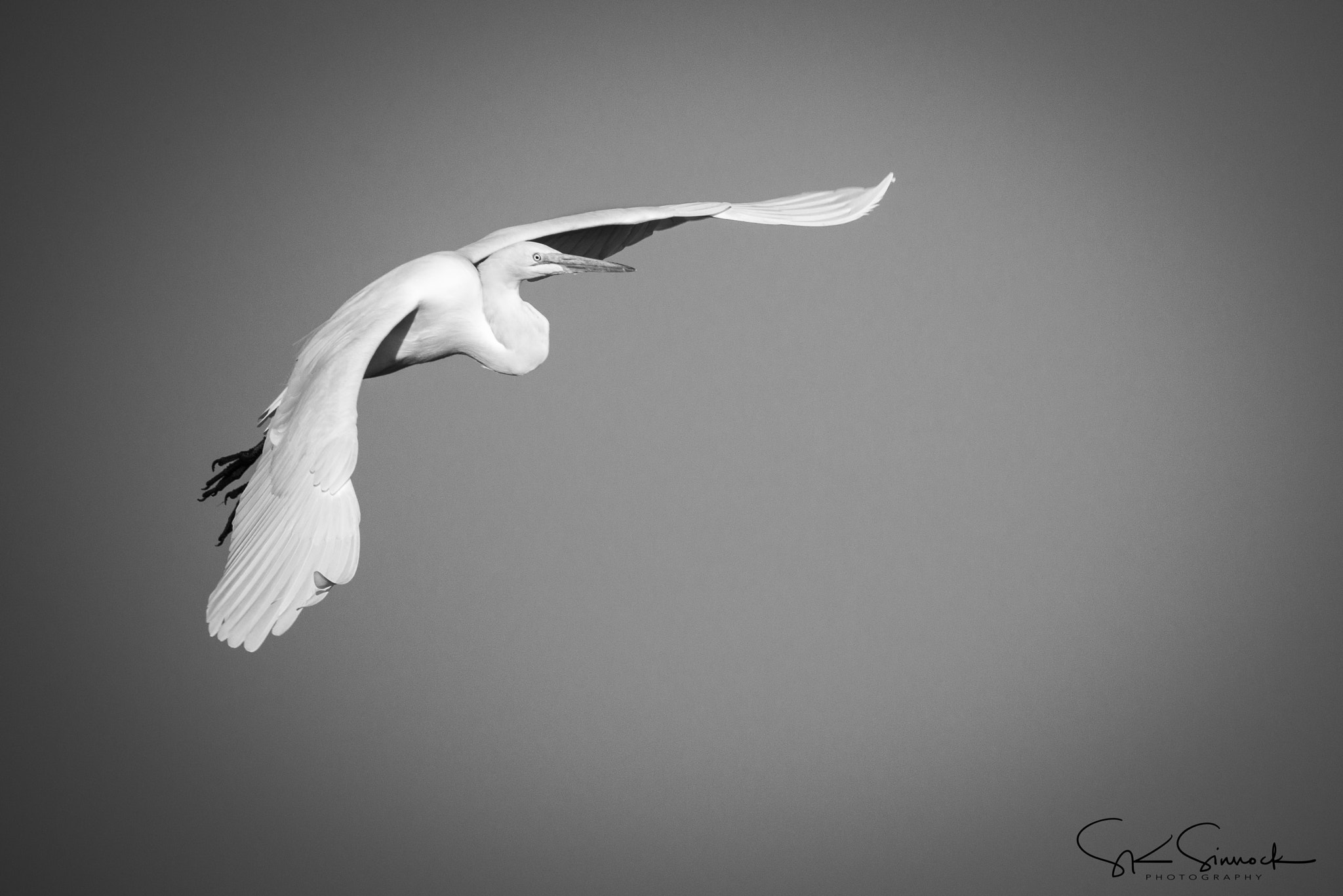 Nikon D800 sample photo. Great white egret in black & white photography