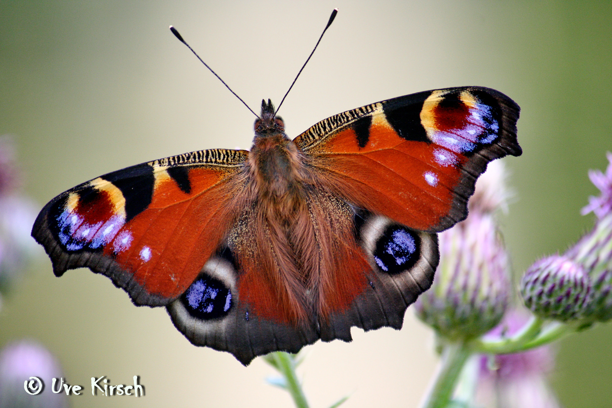 Canon EF-S 55-250mm F4-5.6 IS sample photo. Peacock butterfly photography