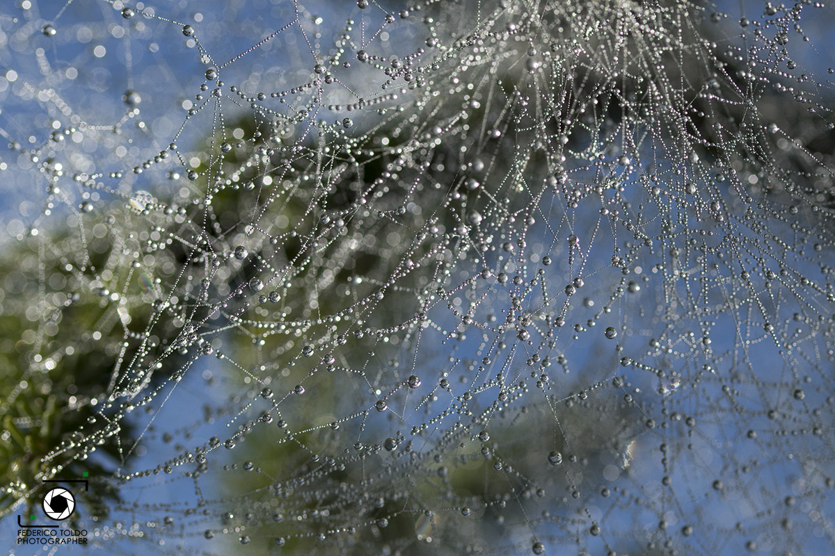 Sigma 105mm F2.8 EX DG OS HSM sample photo. Dna power photography