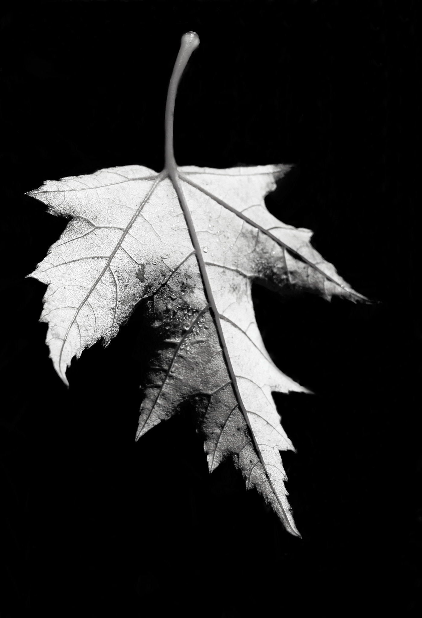 Canon EF-S 24mm F2.8 STM sample photo. The leaf photography