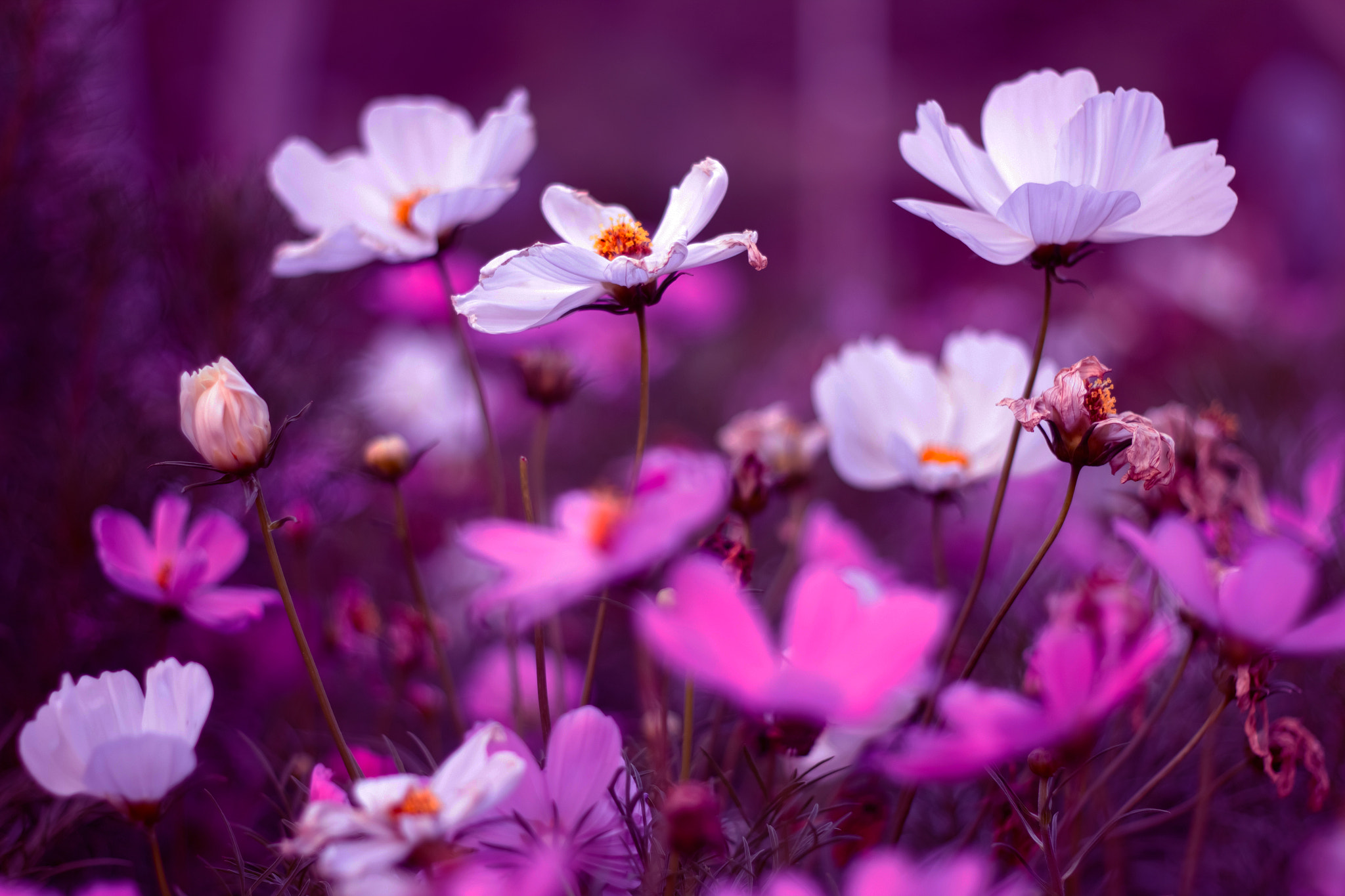 Canon EOS 600D (Rebel EOS T3i / EOS Kiss X5) sample photo. White flower purple tone background photography