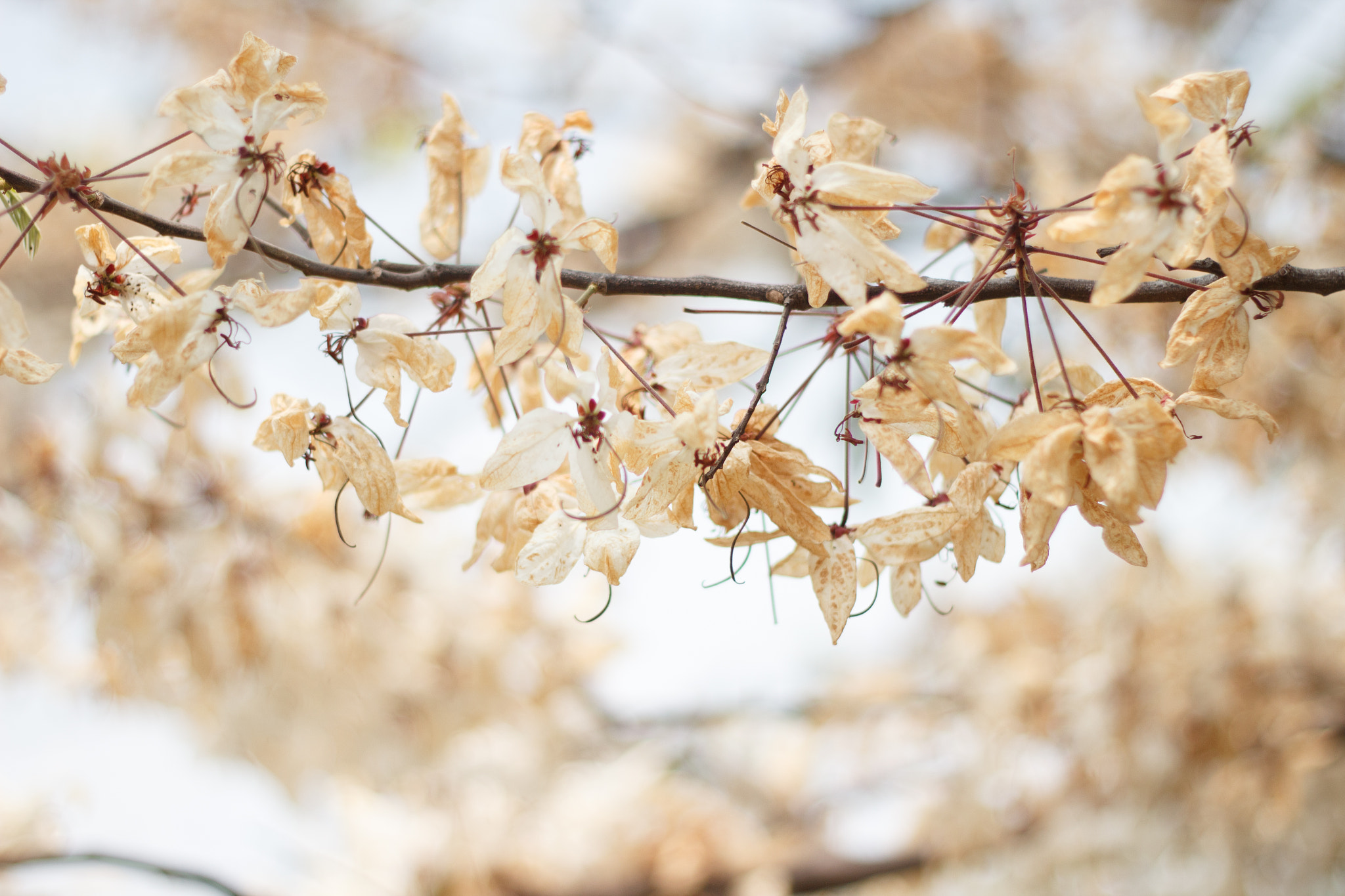 Canon EOS 600D (Rebel EOS T3i / EOS Kiss X5) sample photo. Beautiful dry flower background. photography
