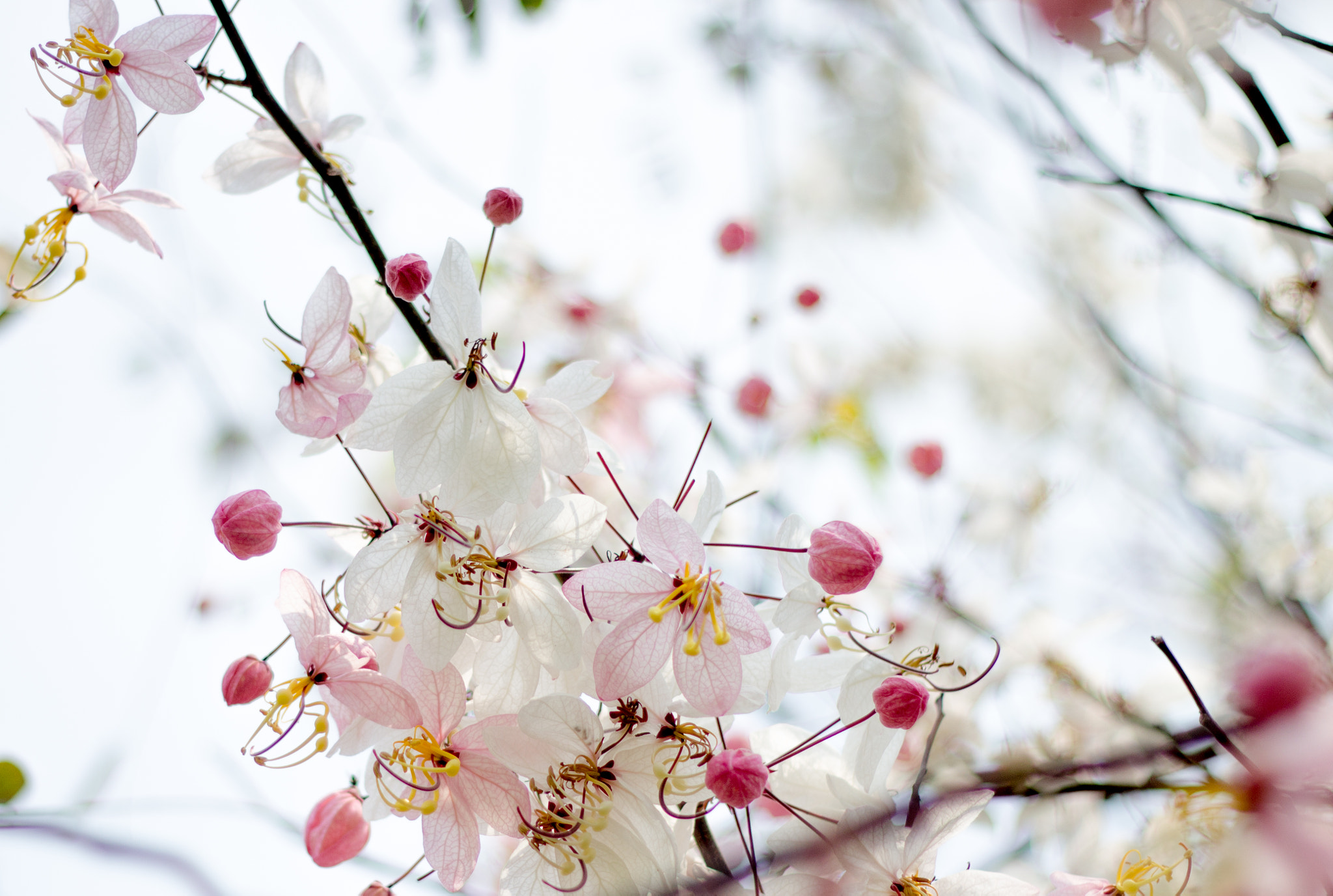 Canon EOS 600D (Rebel EOS T3i / EOS Kiss X5) sample photo. Beautiful flower background. photography