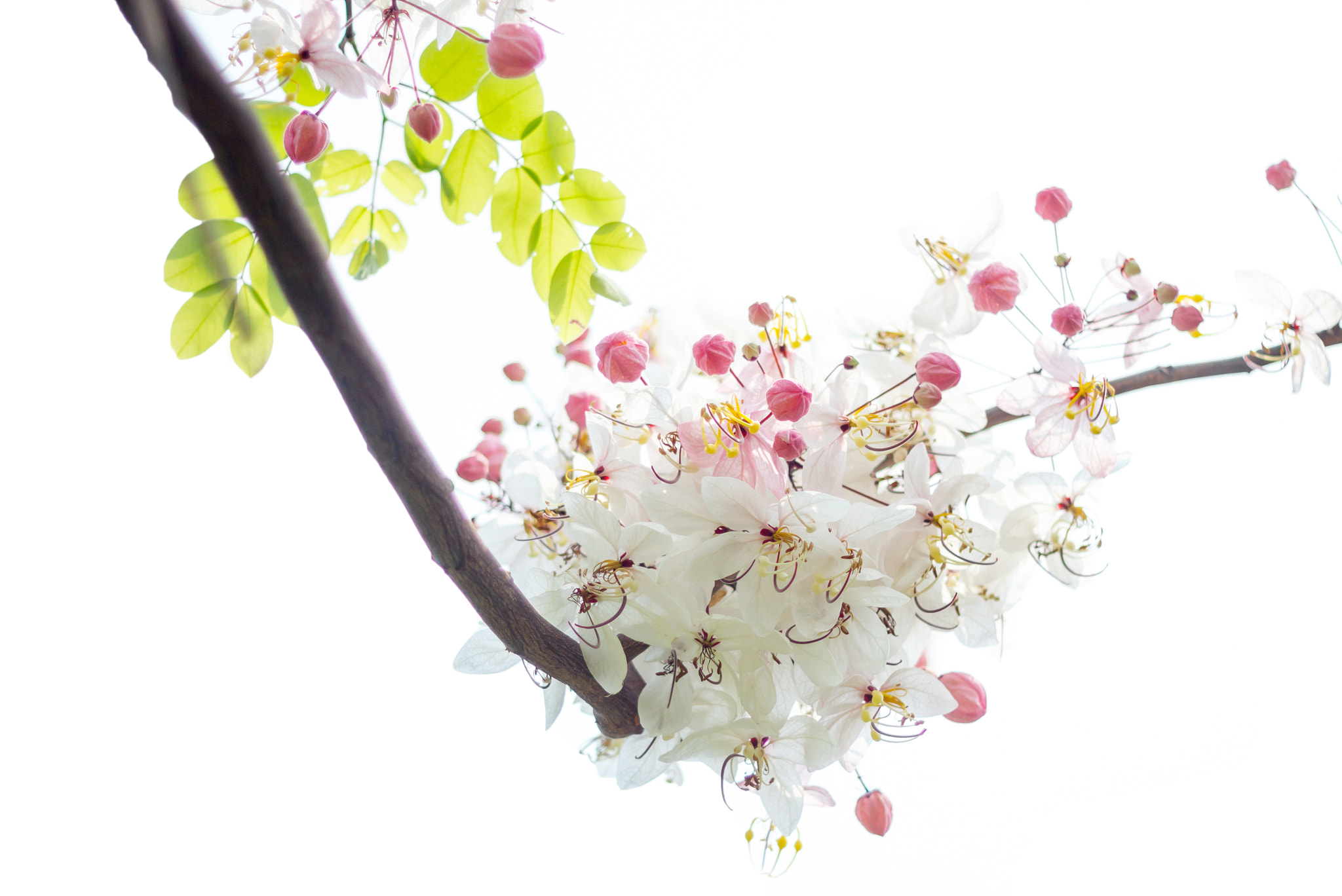 Canon EOS 600D (Rebel EOS T3i / EOS Kiss X5) sample photo. Beautiful flower background.2 photography