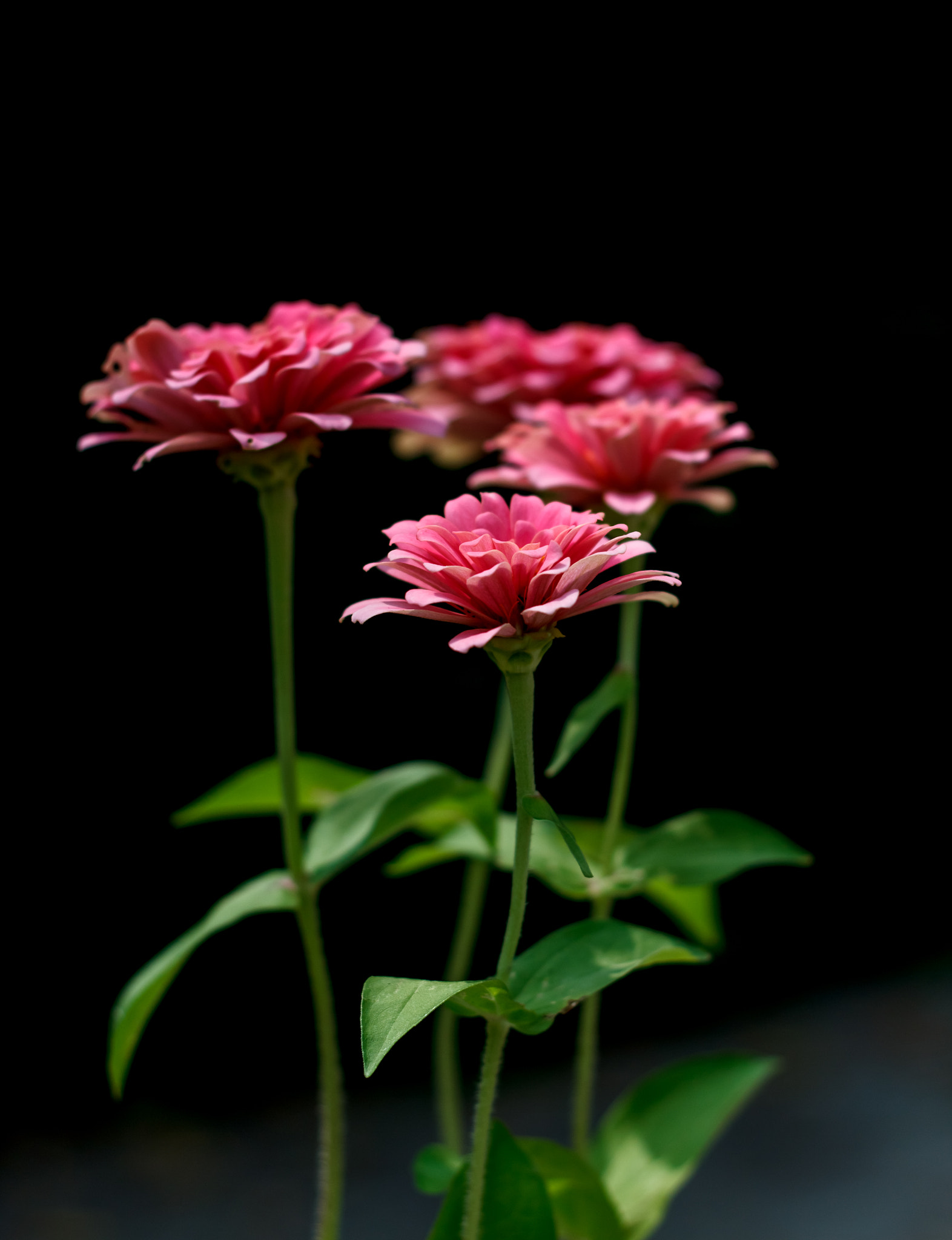 Canon EOS 600D (Rebel EOS T3i / EOS Kiss X5) sample photo. Flower black background. photography