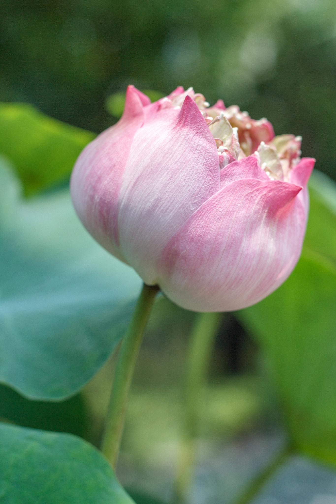 Canon EOS 600D (Rebel EOS T3i / EOS Kiss X5) sample photo. Pink lotus  beautiful background. photography