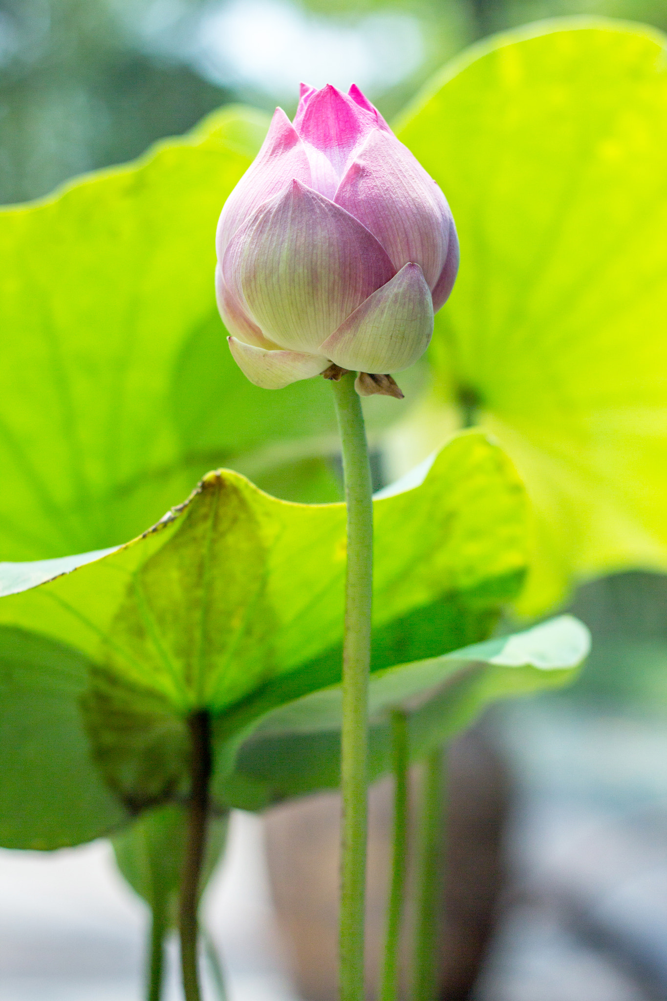 Canon EOS 600D (Rebel EOS T3i / EOS Kiss X5) sample photo. Pink lotus  beautiful background. photography