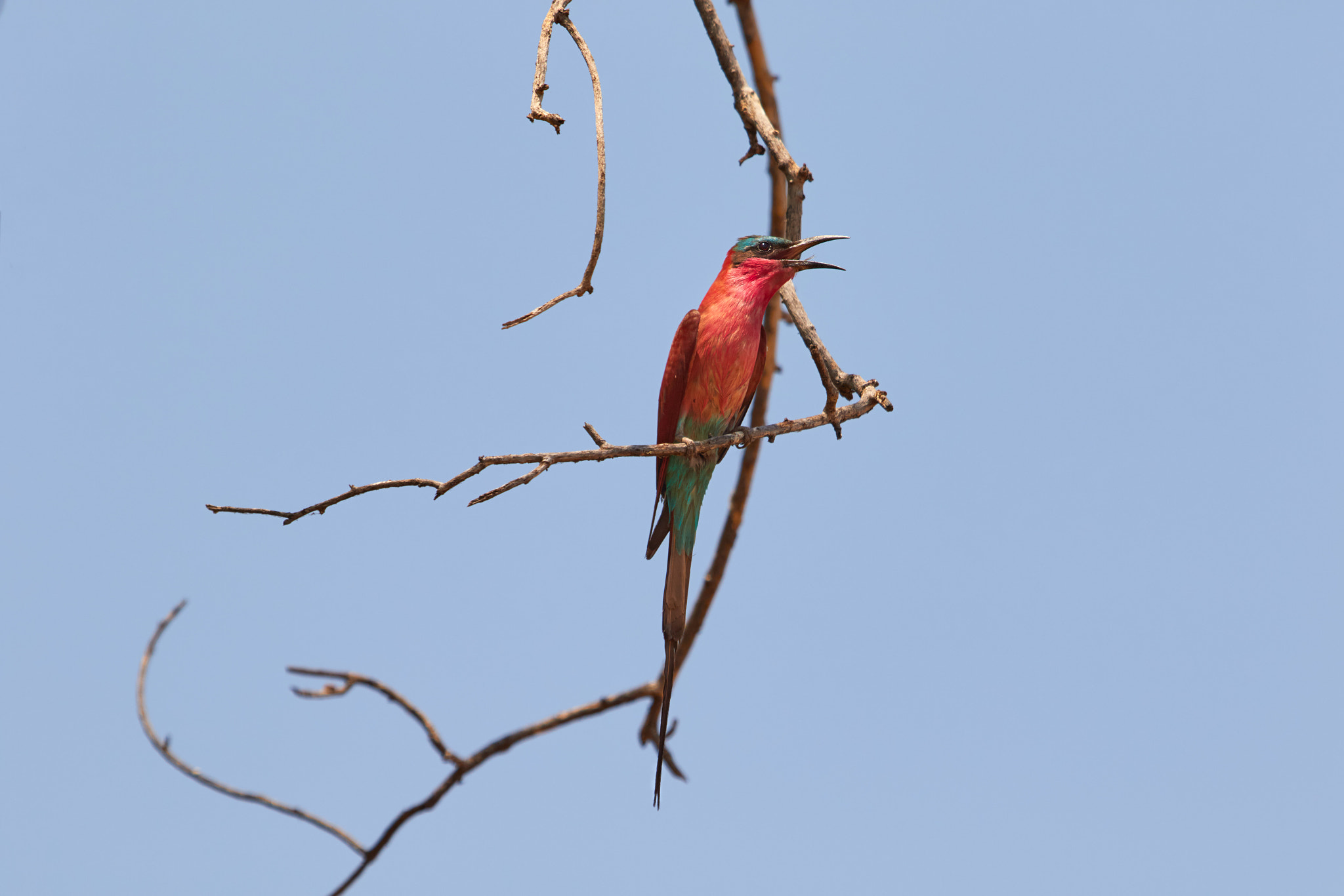 Canon EF 100-400mm F4.5-5.6L IS USM sample photo. Carmine bee-eater photography