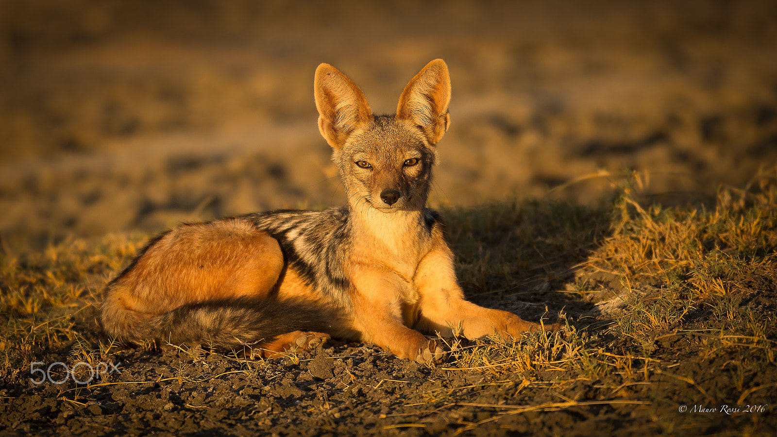 Nikon AF-S Nikkor 500mm F4E FL ED VR sample photo. "eyes..." jackal photography