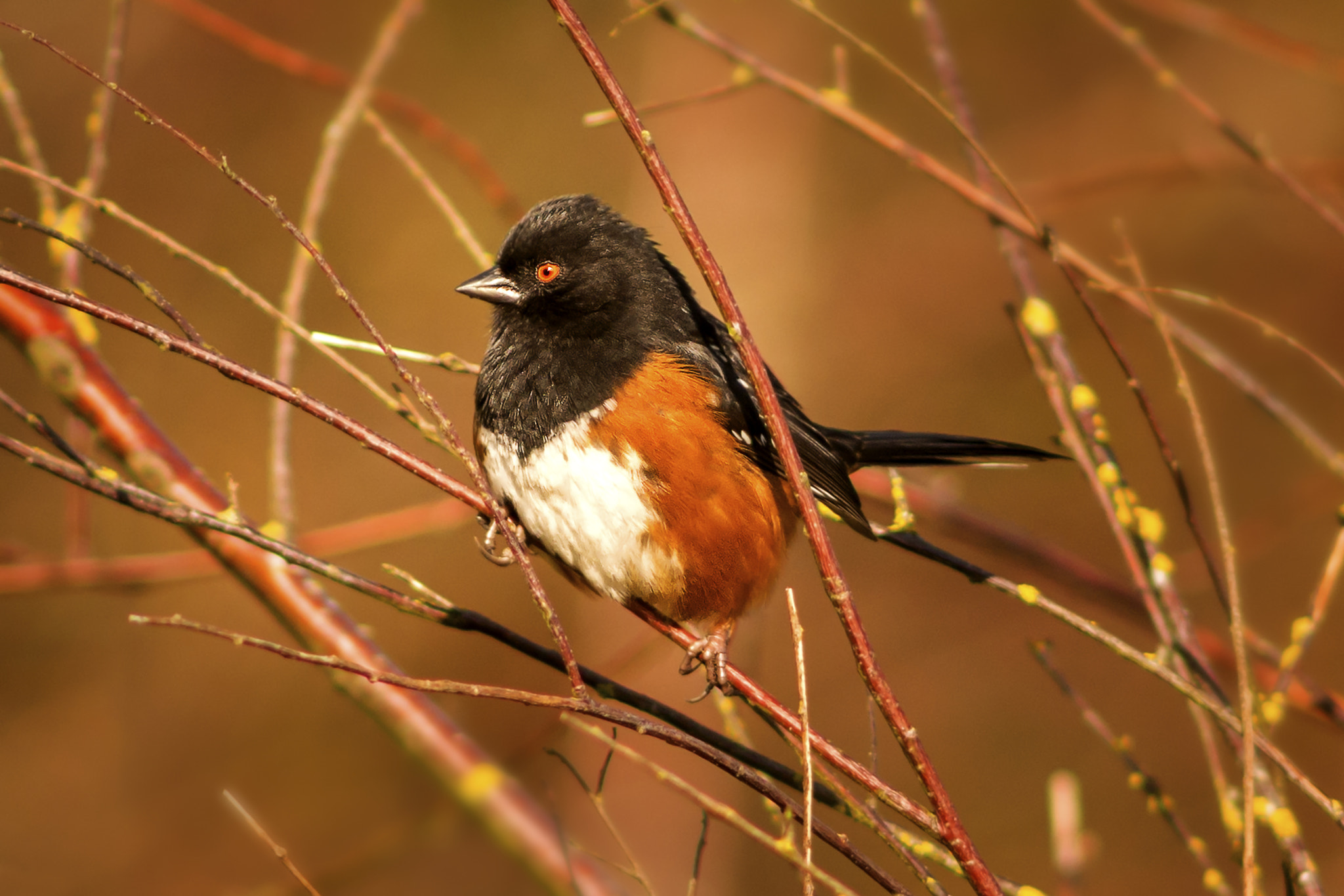 Nikon D800E + AF Nikkor 300mm f/4 IF-ED sample photo. Spotted towhee photography