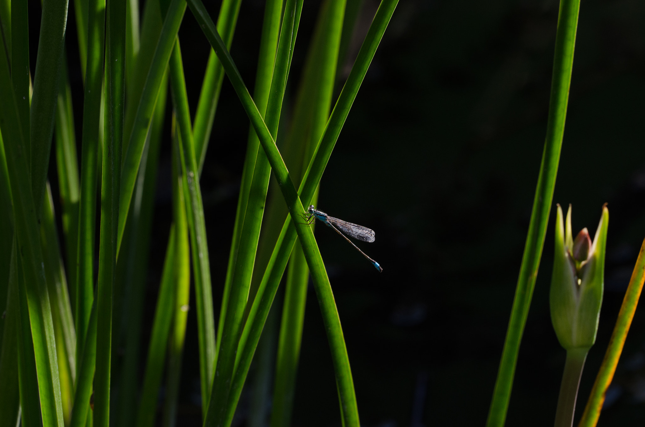 Nikon D5100 + Sigma 150mm F2.8 EX DG OS Macro HSM sample photo. Dragonfly photography