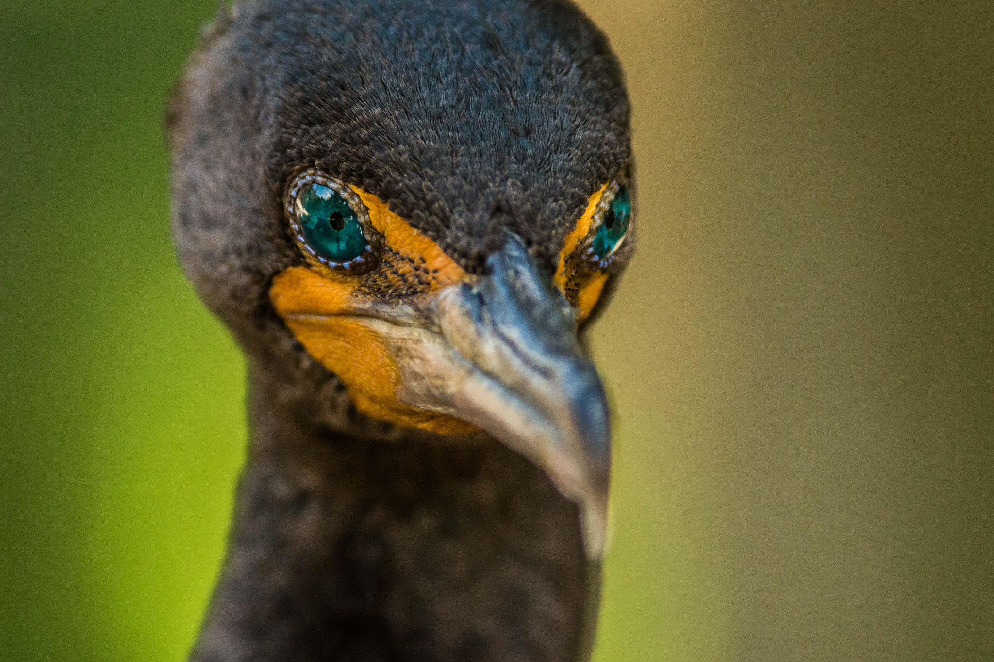 Canon EF 200mm F2.8L II USM sample photo. Cormorant with turquoise eyes.jpg photography