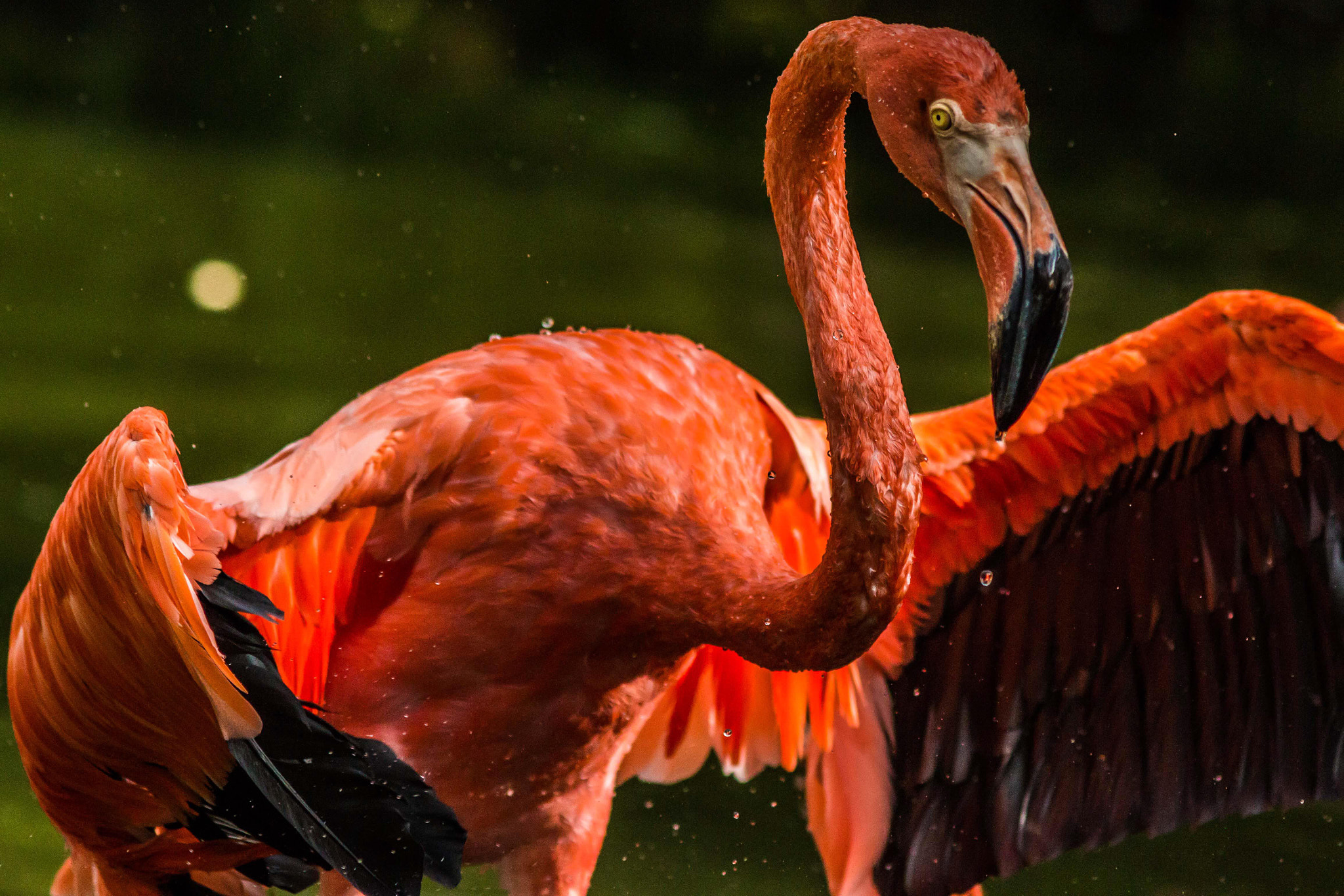 Canon EF 200mm F2.8L II USM sample photo. Flamenco flamingo.jpg photography