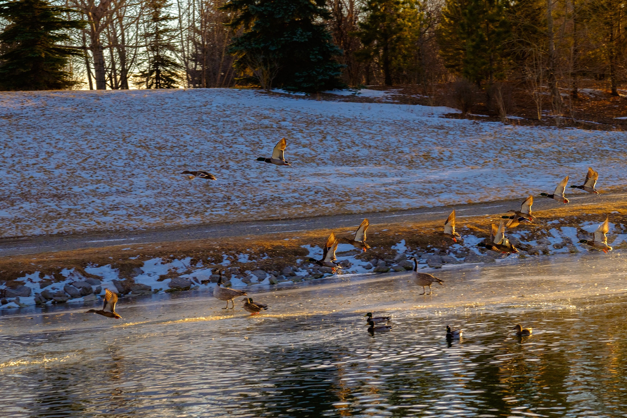 Fujifilm X-T1 + Fujifilm XF 50-140mm F2.8 R LM OIS WR sample photo. Frozen duck pond.  photography