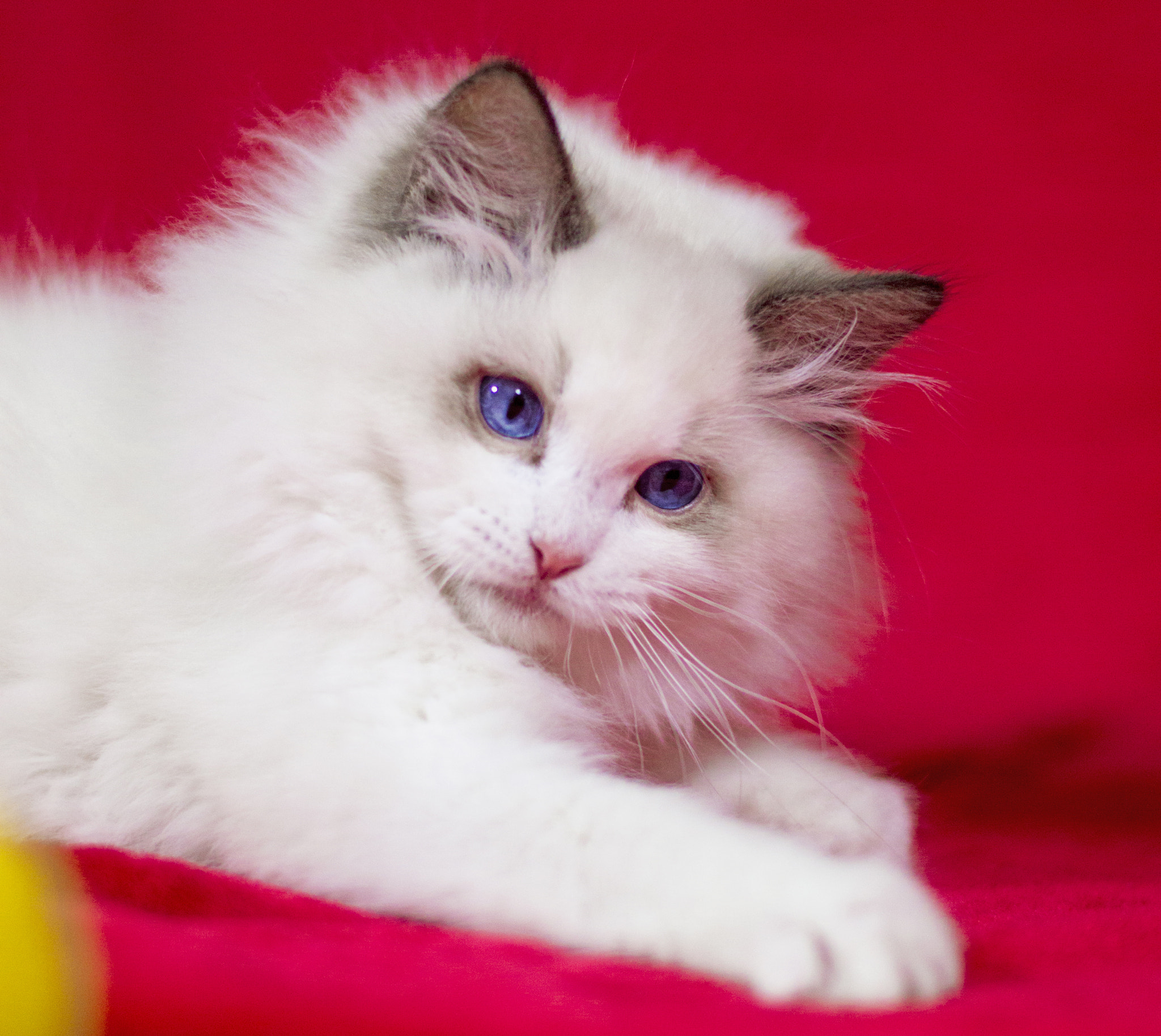 Nikon D3200 + Nikon AF-S Nikkor 50mm F1.4G sample photo. Ragdoll photography