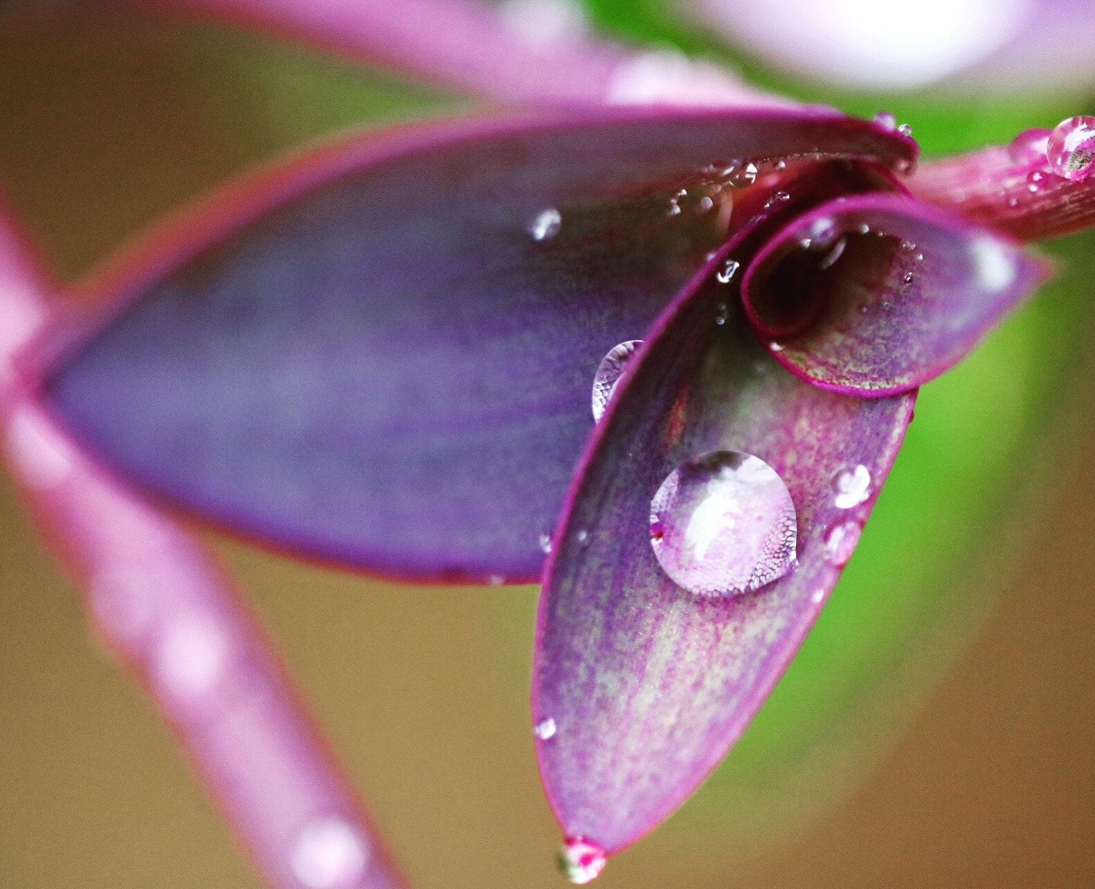 Sigma APO Macro 150mm f/2.8 EX DG HSM sample photo. Acqua photography