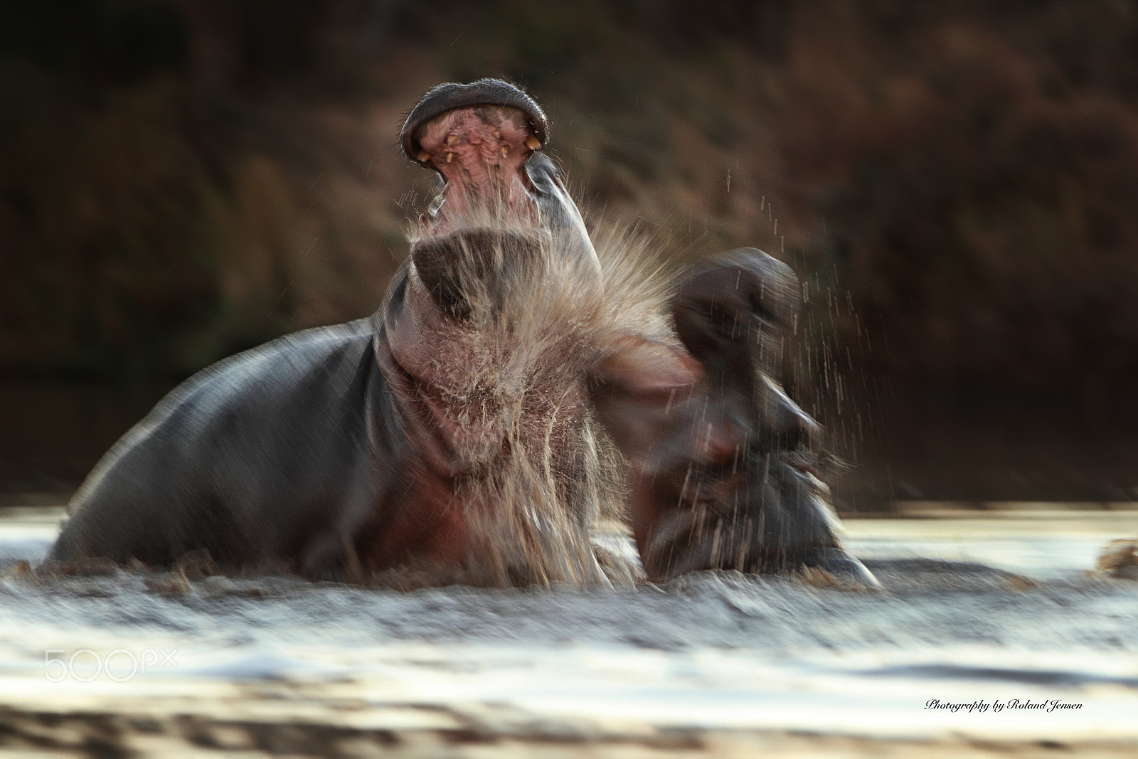 Canon EOS 7D + Canon EF 300mm F2.8L IS USM sample photo. Hippos match photography