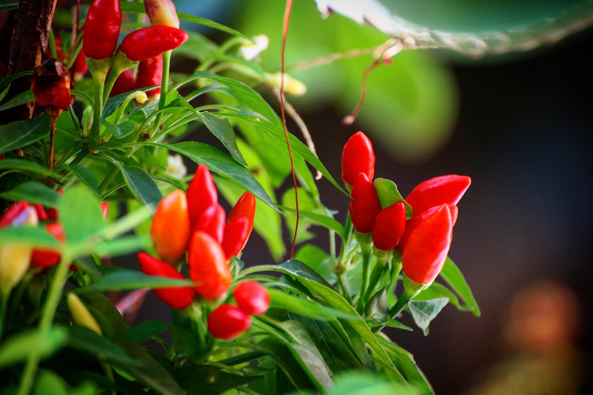 Canon EOS 750D (EOS Rebel T6i / EOS Kiss X8i) sample photo. Peperoncini photography