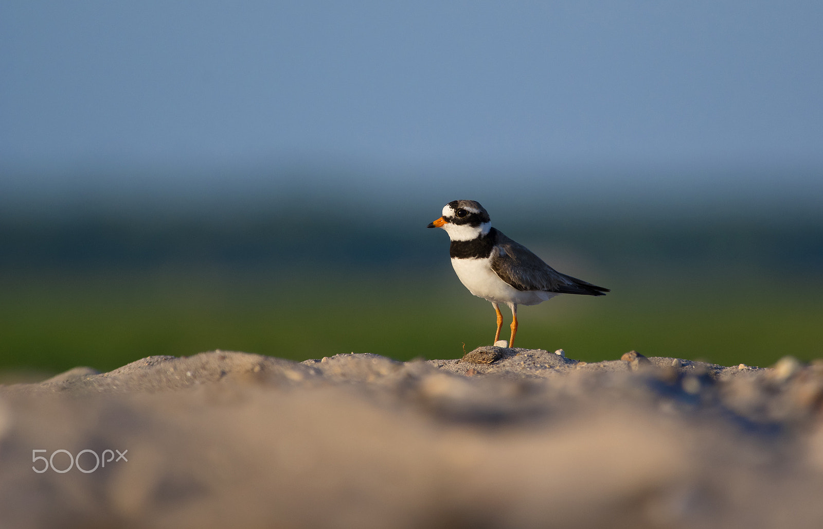 Pentax K-3 sample photo. Common ringed plover photography