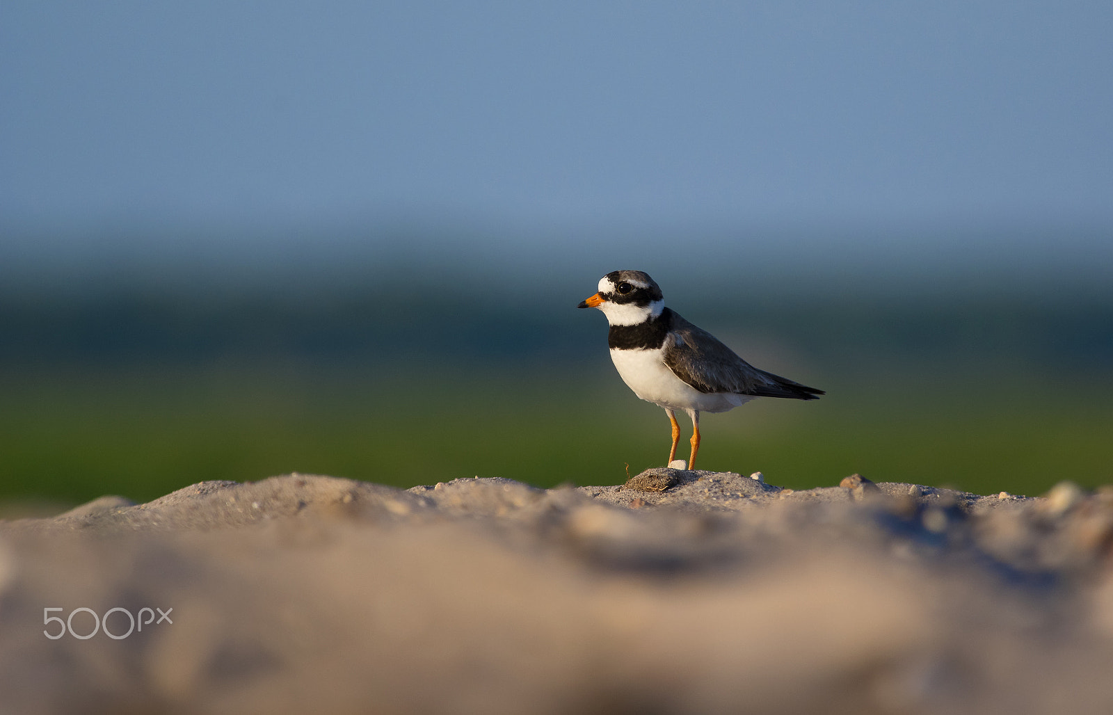 Pentax smc DA* 300mm F4.0 ED (IF) SDM sample photo. Common ringed plover photography