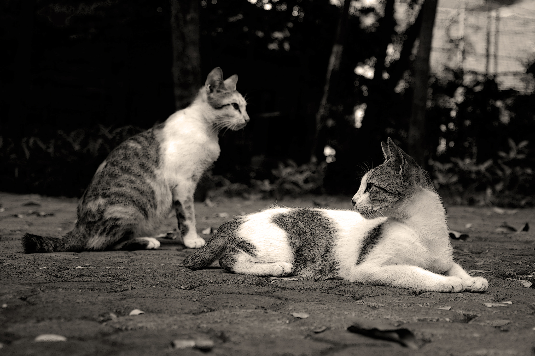 Nikon D5200 + Nikon AF Nikkor 85mm F1.8D sample photo. They relax in the park photography