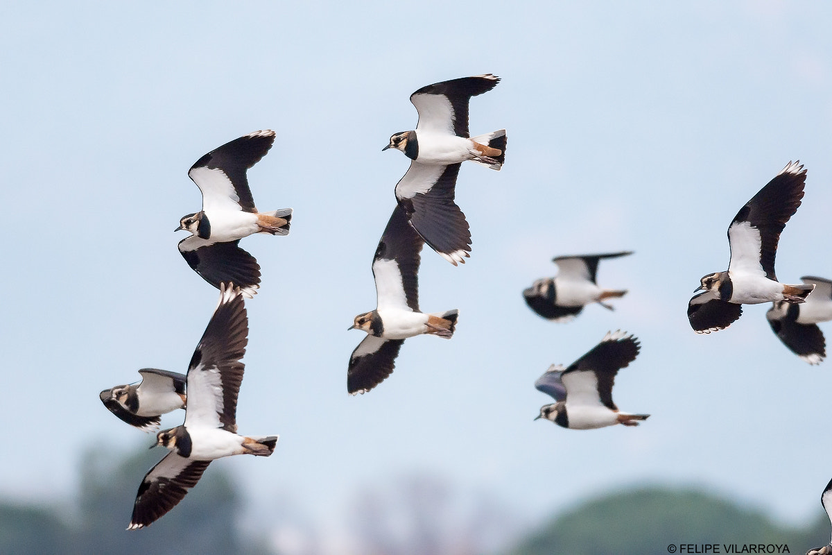 Nikon D7200 + Nikon AF-S Nikkor 300mm F4D ED-IF sample photo. Vuelo de avefrías photography