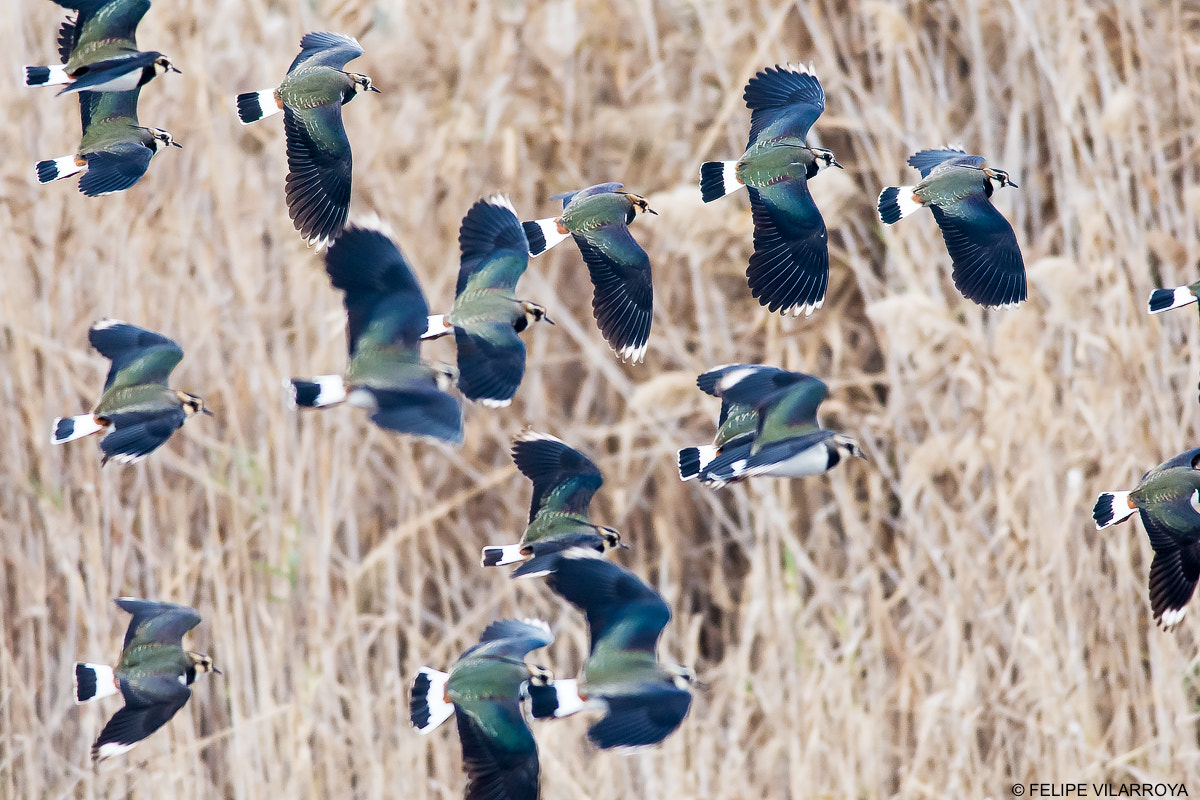 Nikon D7200 + Nikon AF-S Nikkor 300mm F4D ED-IF sample photo. Vuelo de avefrías, costado de color photography