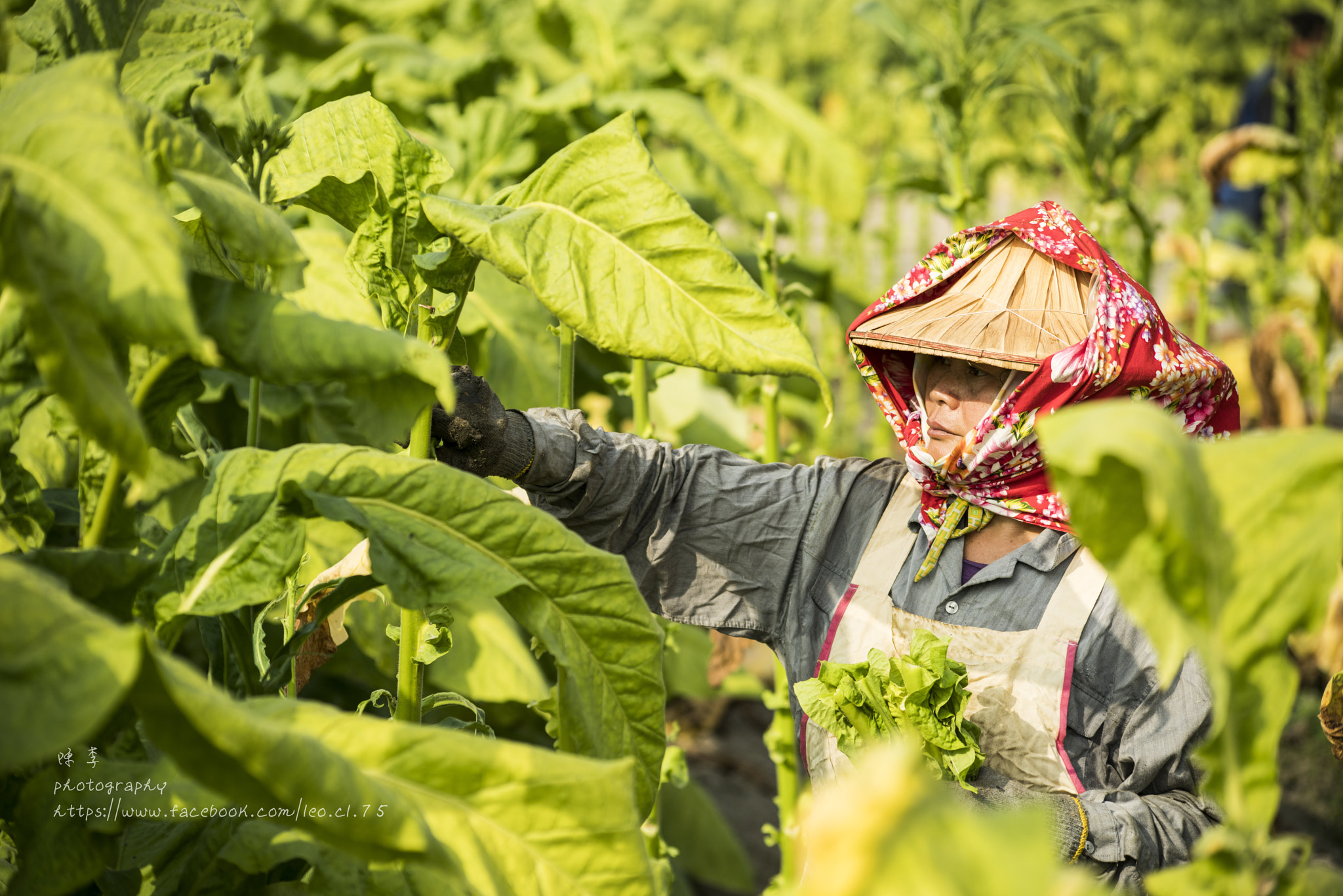 Sony a7R II + Sigma 50-200mm F4-5.6 DC OS HSM sample photo. Tobacco leaf photography