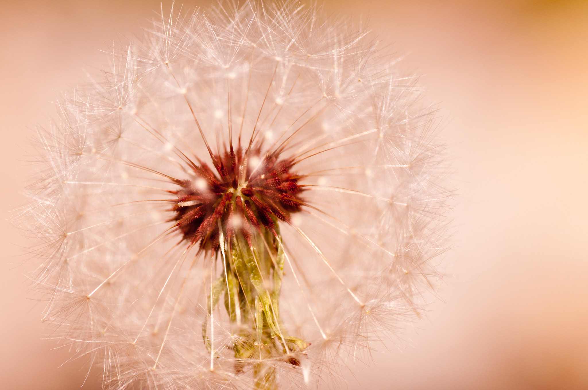 Nikon D300S sample photo. Dandelion photography