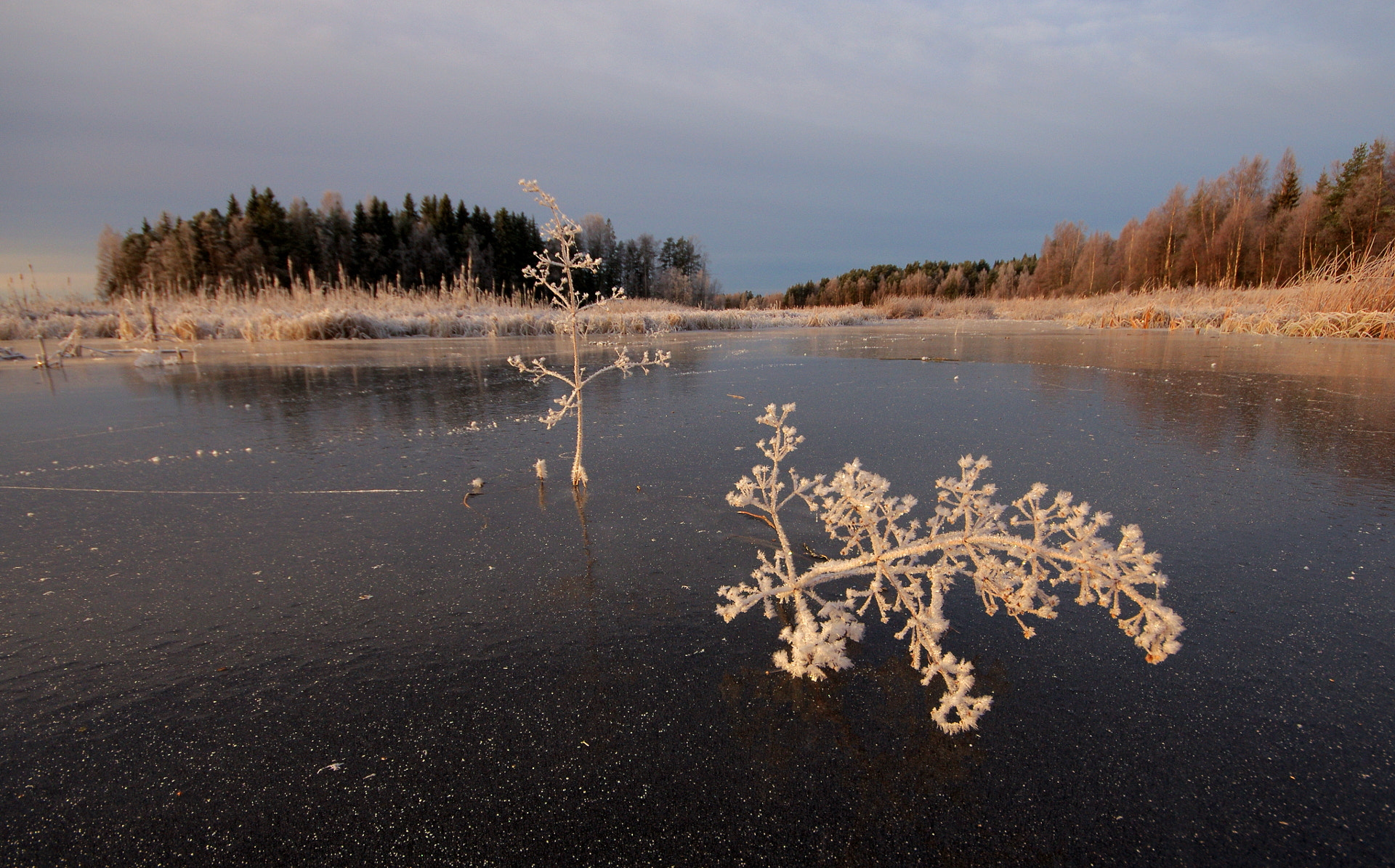 Pentax K-5 II sample photo. Alisma photography