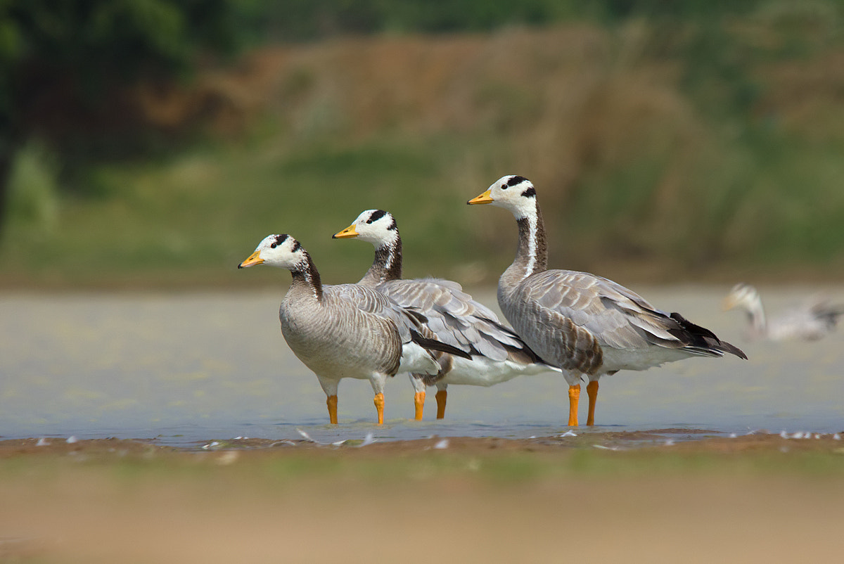 Sigma 150-500mm F5-6.3 DG OS HSM sample photo. Bar-headed geese photography