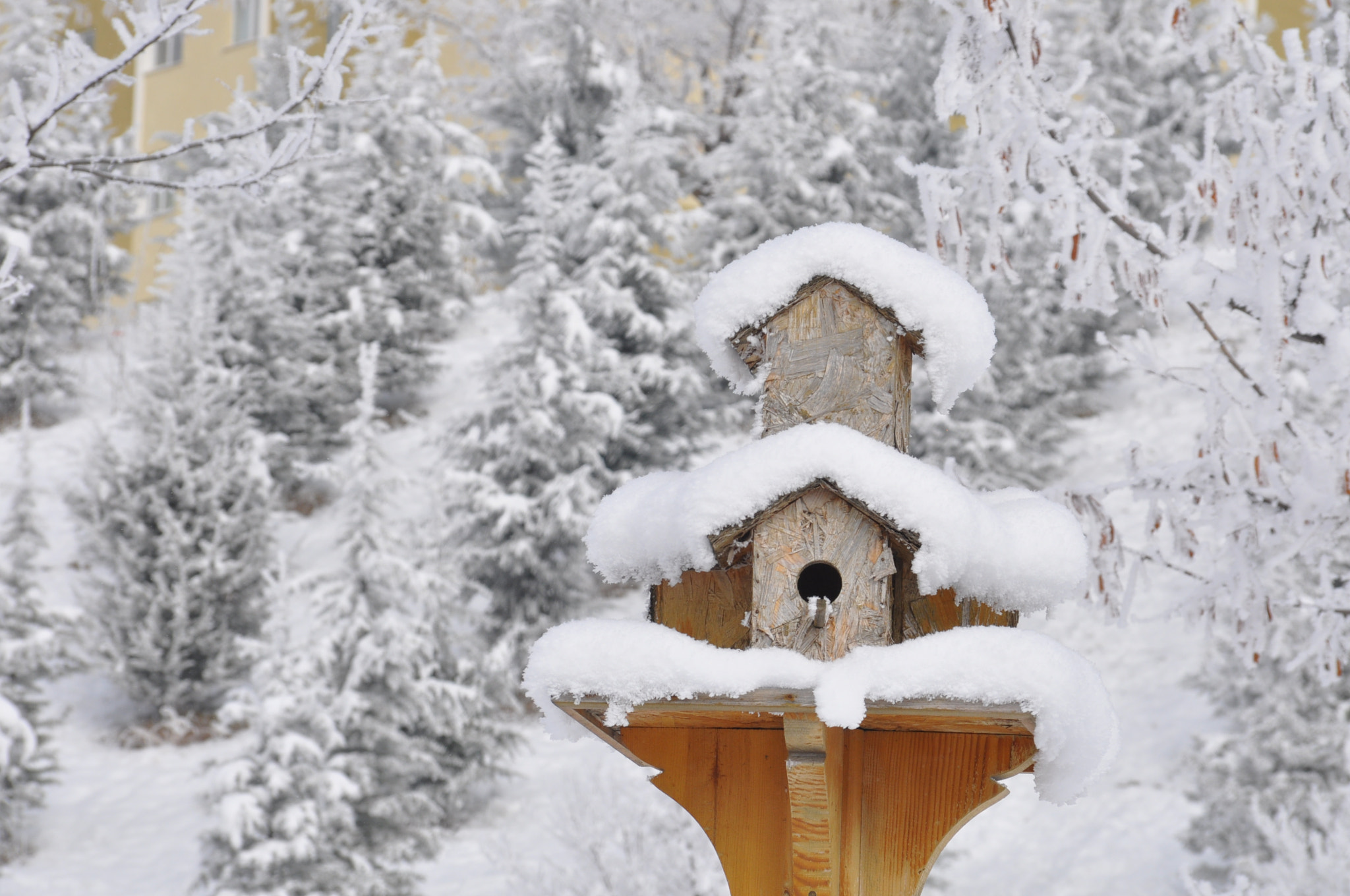 Nikon D90 + Sigma 18-125mm F3.8-5.6 DC OS HSM sample photo. Bird house photography