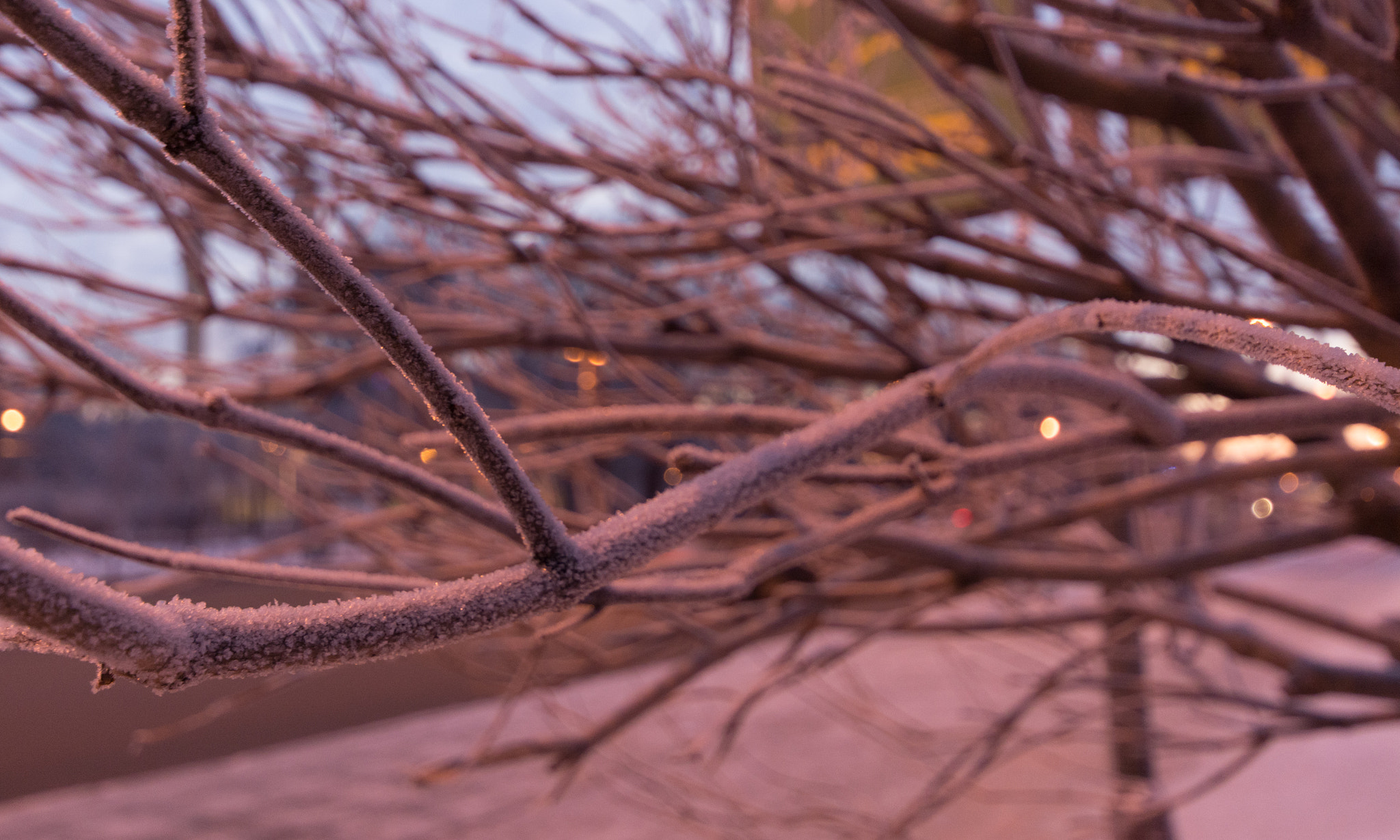 Nikon D5200 sample photo. Frost on a tree photography
