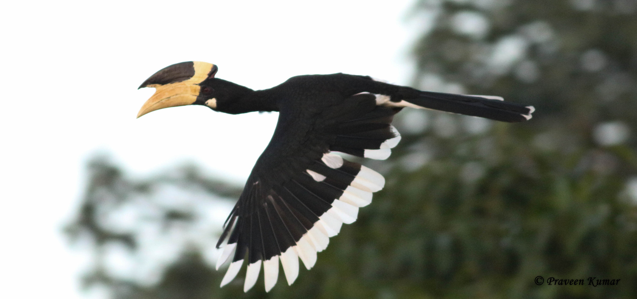 Canon EOS 700D (EOS Rebel T5i / EOS Kiss X7i) + Canon EF 400mm F5.6L USM sample photo. Malabar pied hornbill photography