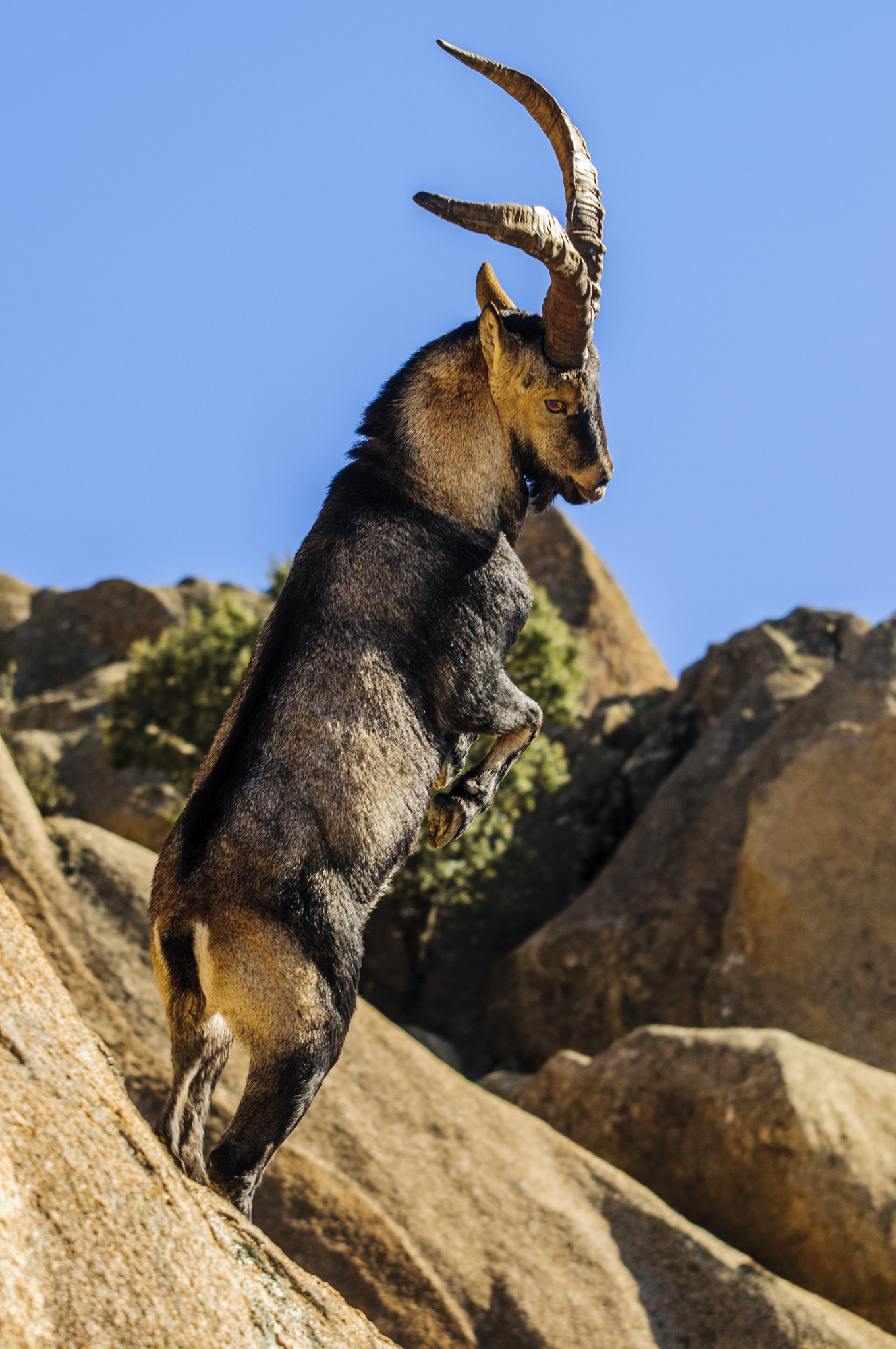 Sigma 50-500mm F4-6.3 EX APO RF HSM sample photo. The fight photography