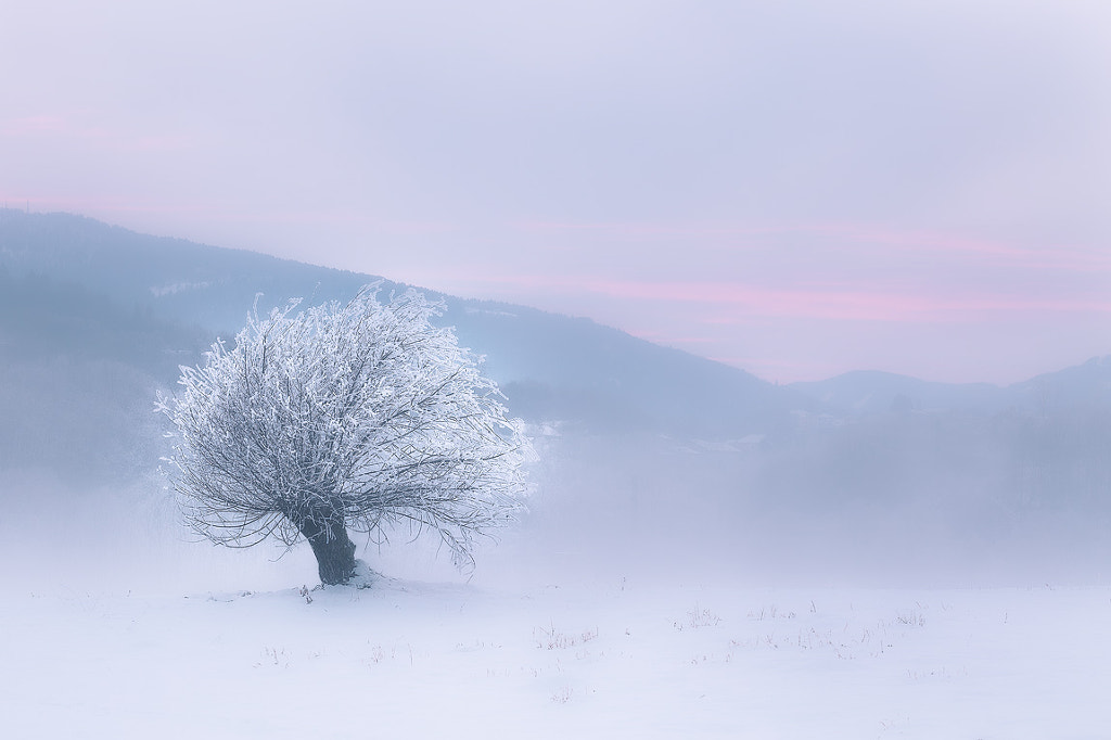 Pink by Dino Marsango on 500px.com